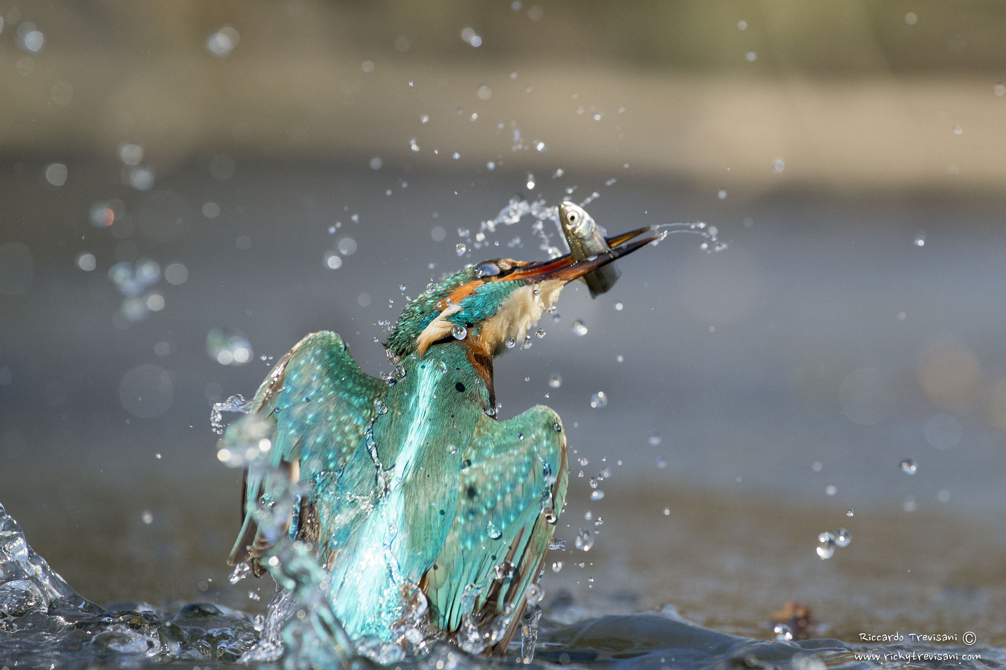 Nikon AF-S Nikkor 70-200mm F4G ED VR sample photo. Kingfisher in action photography