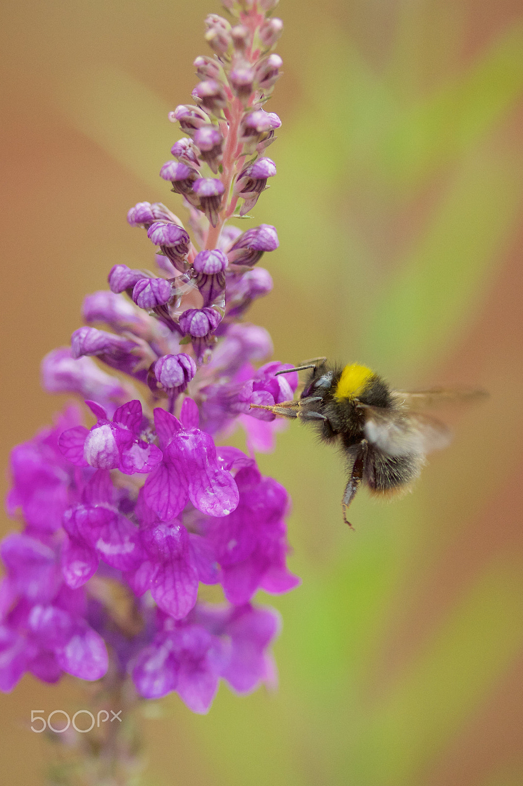 Canon EF-S 60mm F2.8 Macro USM sample photo. Busy bee photography