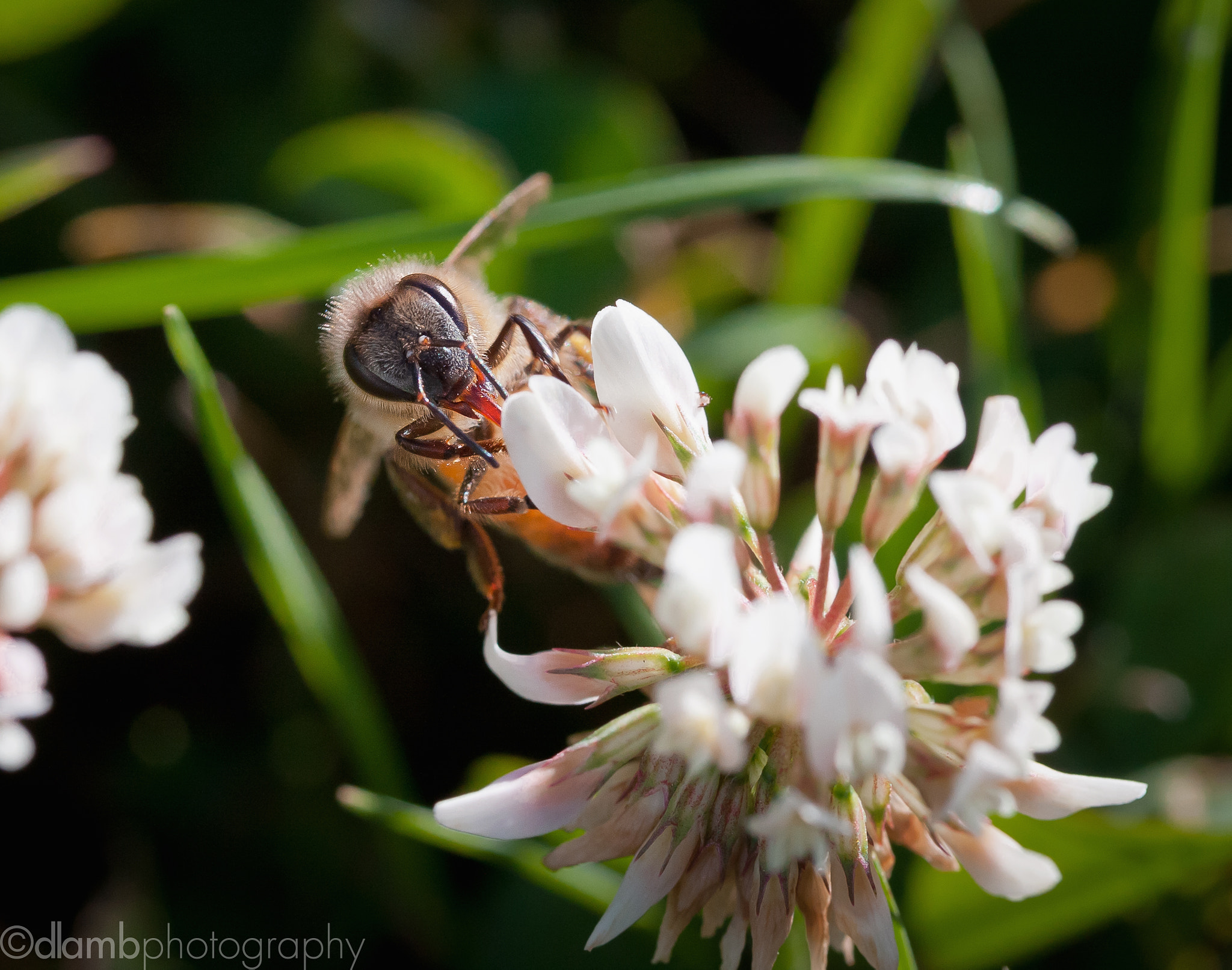 Canon EF-S 60mm F2.8 Macro USM sample photo. Clover bee photography