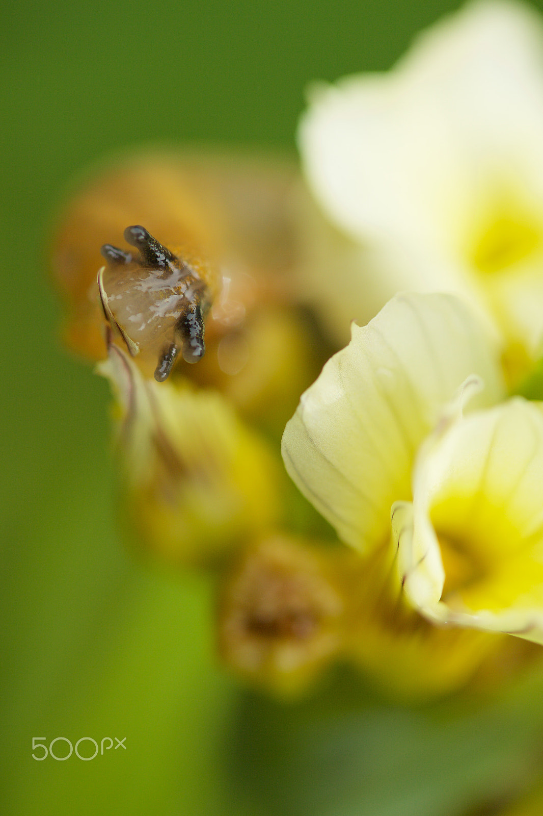 Canon EF-S 60mm F2.8 Macro USM sample photo. B@$trd photography