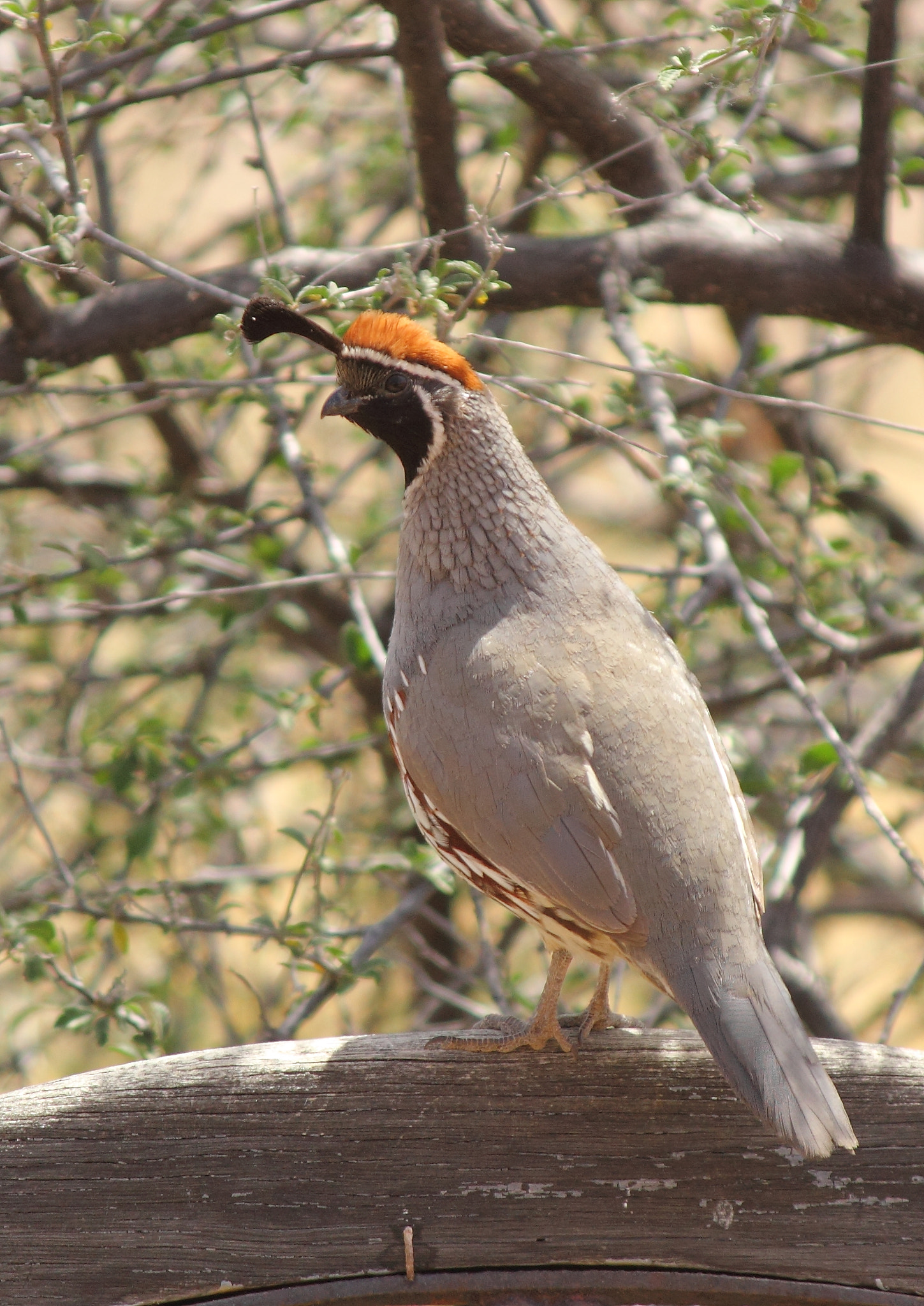 Canon EF-S 55-250mm F4-5.6 IS sample photo. Quail photography
