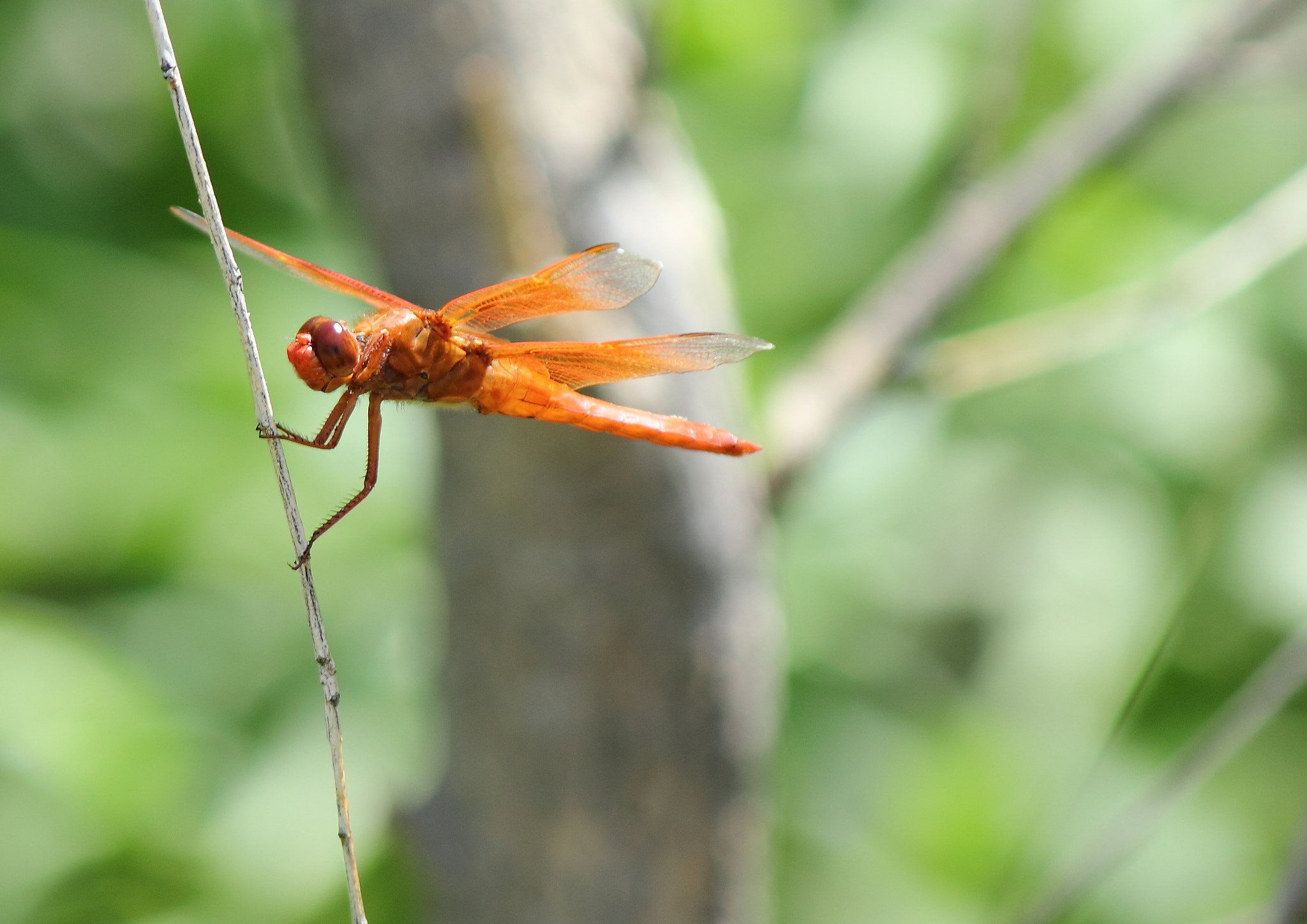 Canon EF-S 55-250mm F4-5.6 IS sample photo. Red dragonfly photography