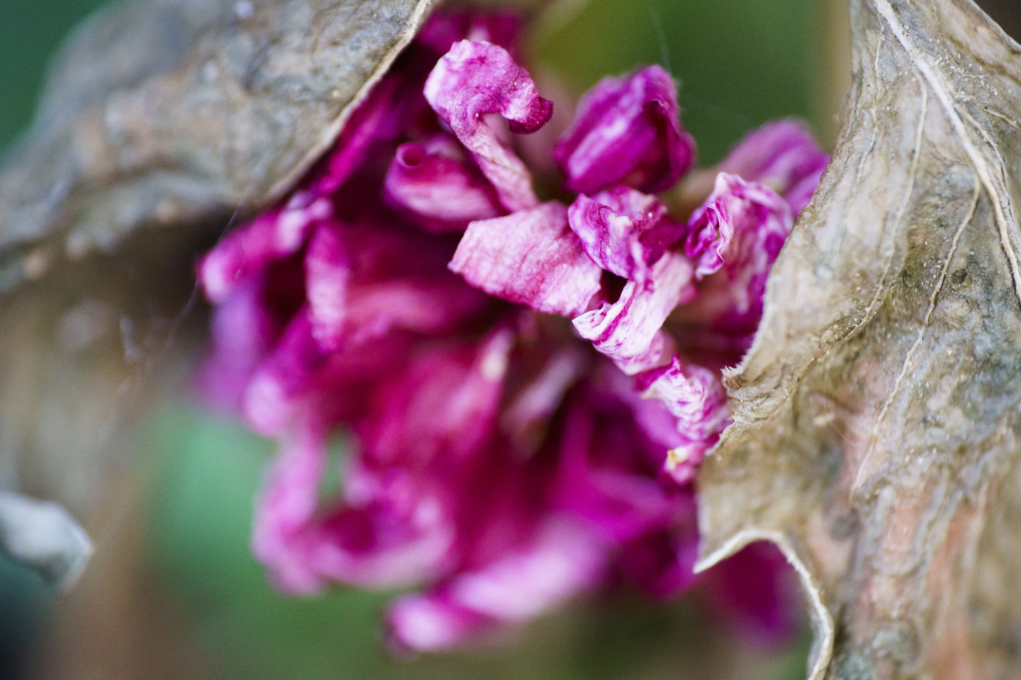 Tamron SP 70-300mm F4-5.6 Di USD sample photo. Lonesome blossom photography