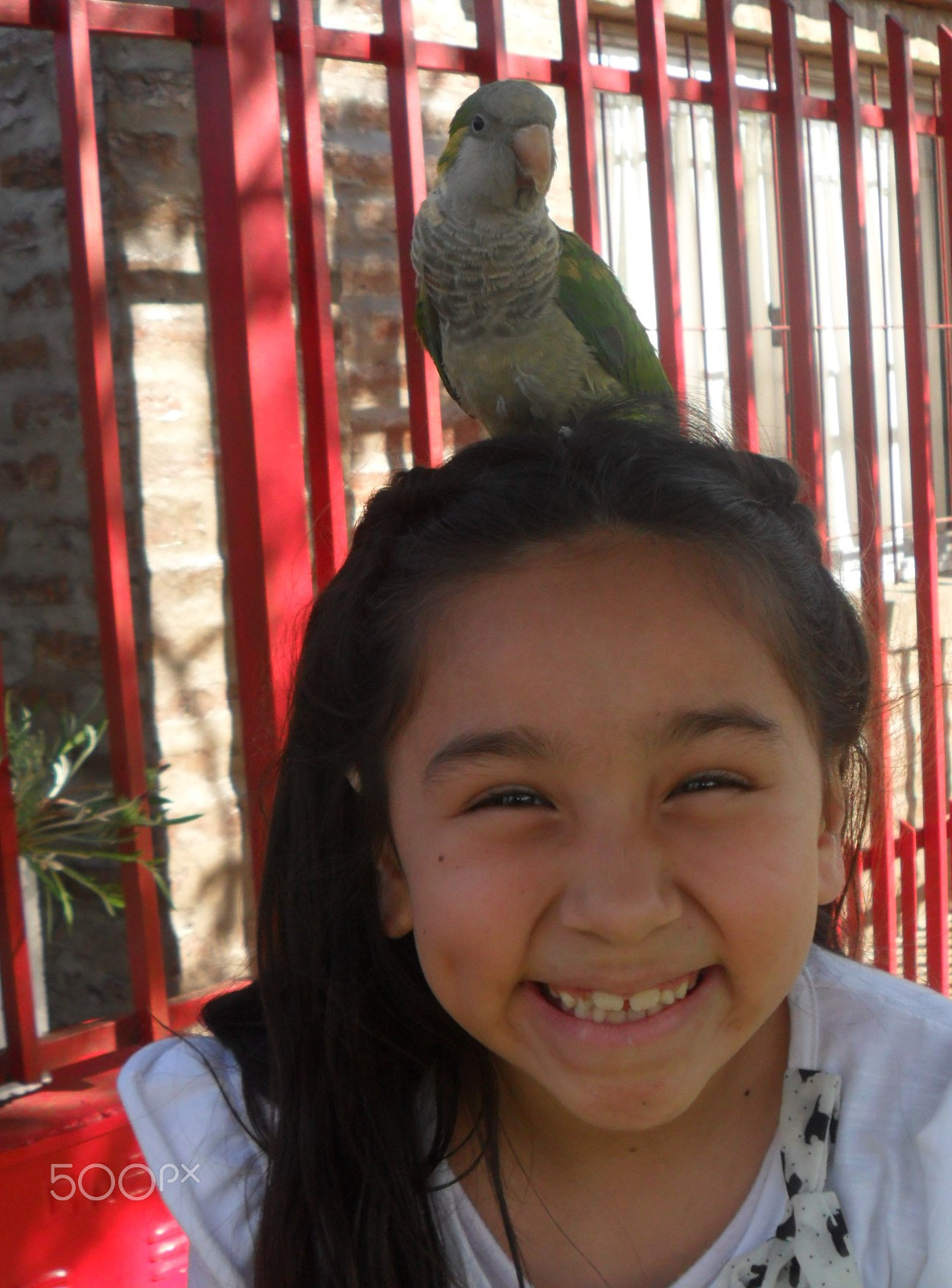 Samsung PL100 /  TL205 / VLUU PL100 /  PL101 sample photo. Princesa una mascota andariega photography