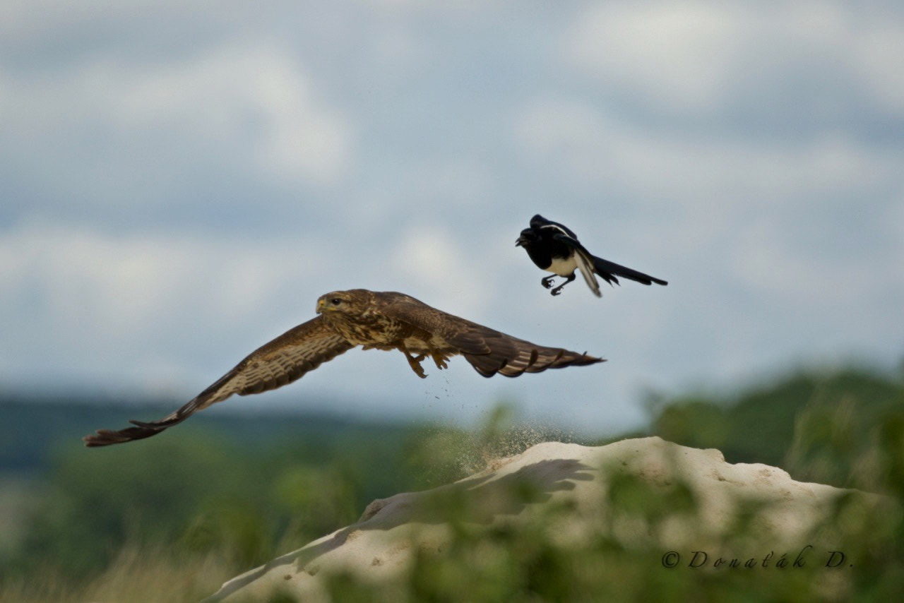 Canon EF 200-400mm F4L IS USM Extender 1.4x sample photo. Magpies attack on buzzard photography