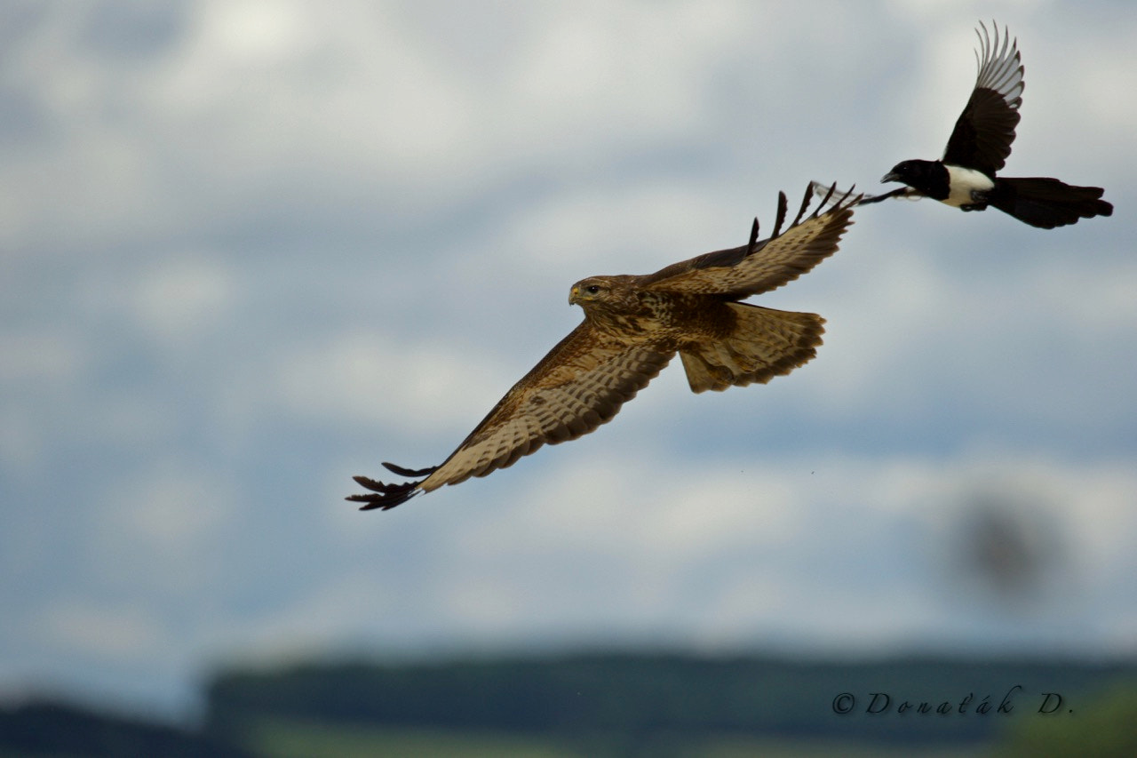 Canon EF 200-400mm F4L IS USM Extender 1.4x sample photo. Magpies attack on buzzard photography