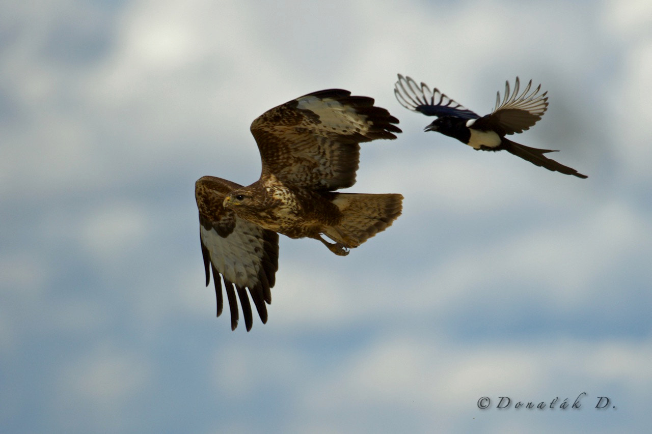 Canon EF 200-400mm F4L IS USM Extender 1.4x sample photo. Magpies attack on buzzard photography