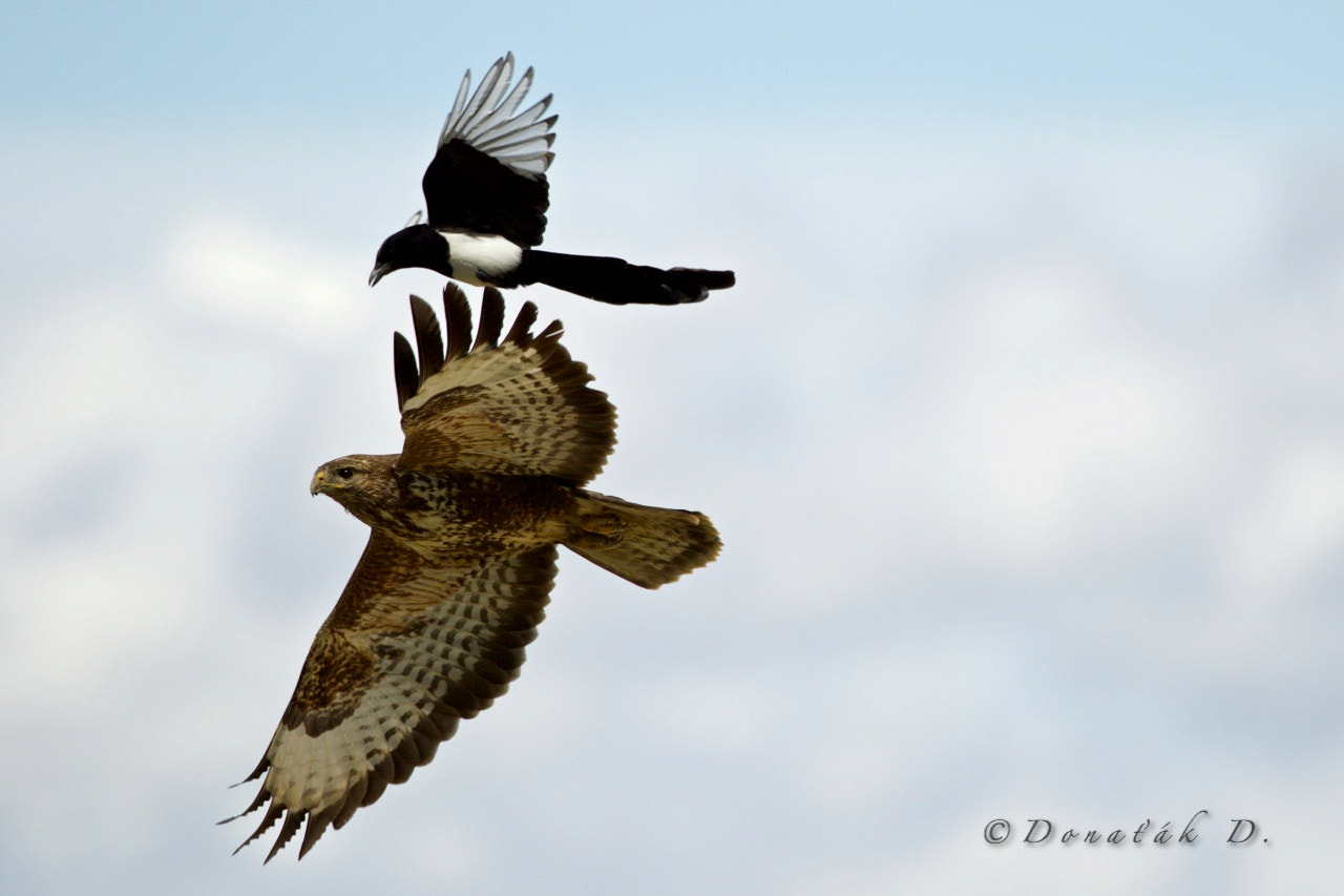 Canon EOS 7D Mark II + Canon EF 200-400mm F4L IS USM Extender 1.4x sample photo. Magpies attack on buzzard photography