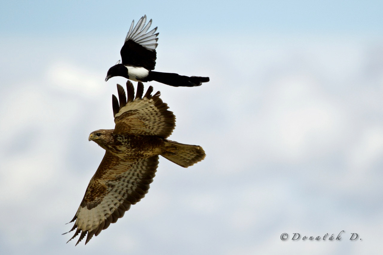Canon EF 200-400mm F4L IS USM Extender 1.4x sample photo. Magpies attack on buzzard photography