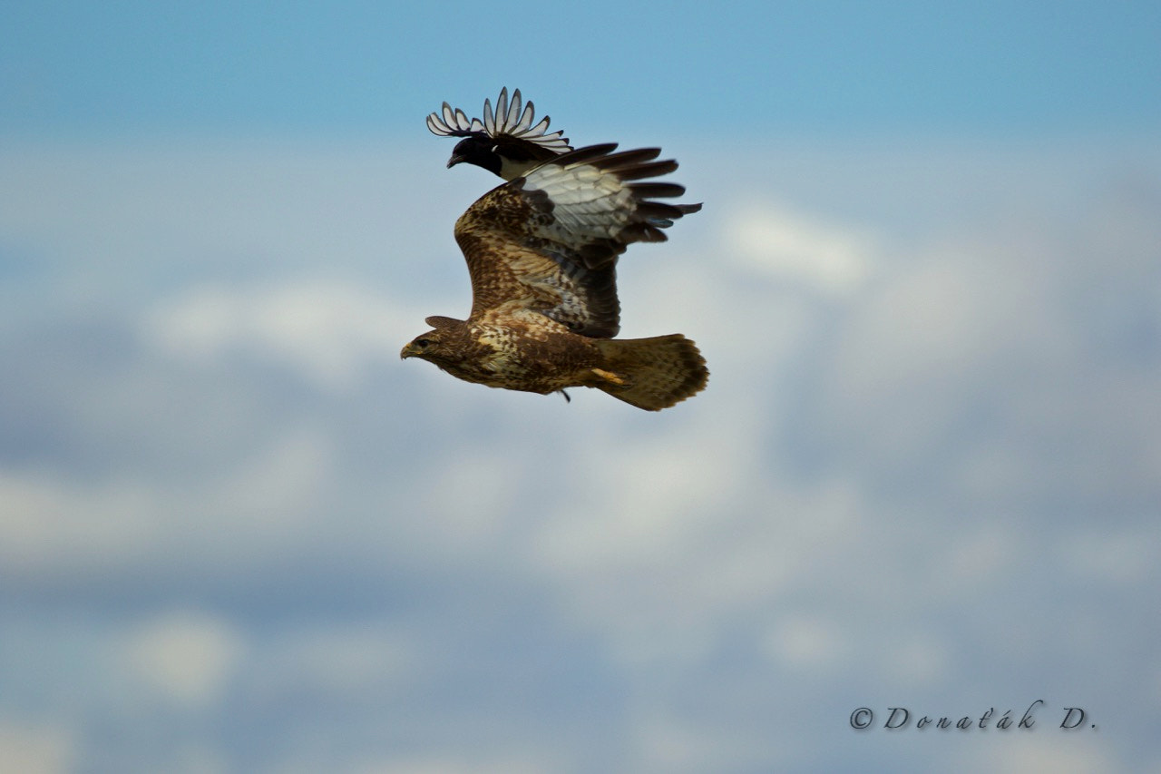 Canon EF 200-400mm F4L IS USM Extender 1.4x sample photo. Magpies attack on buzzard photography