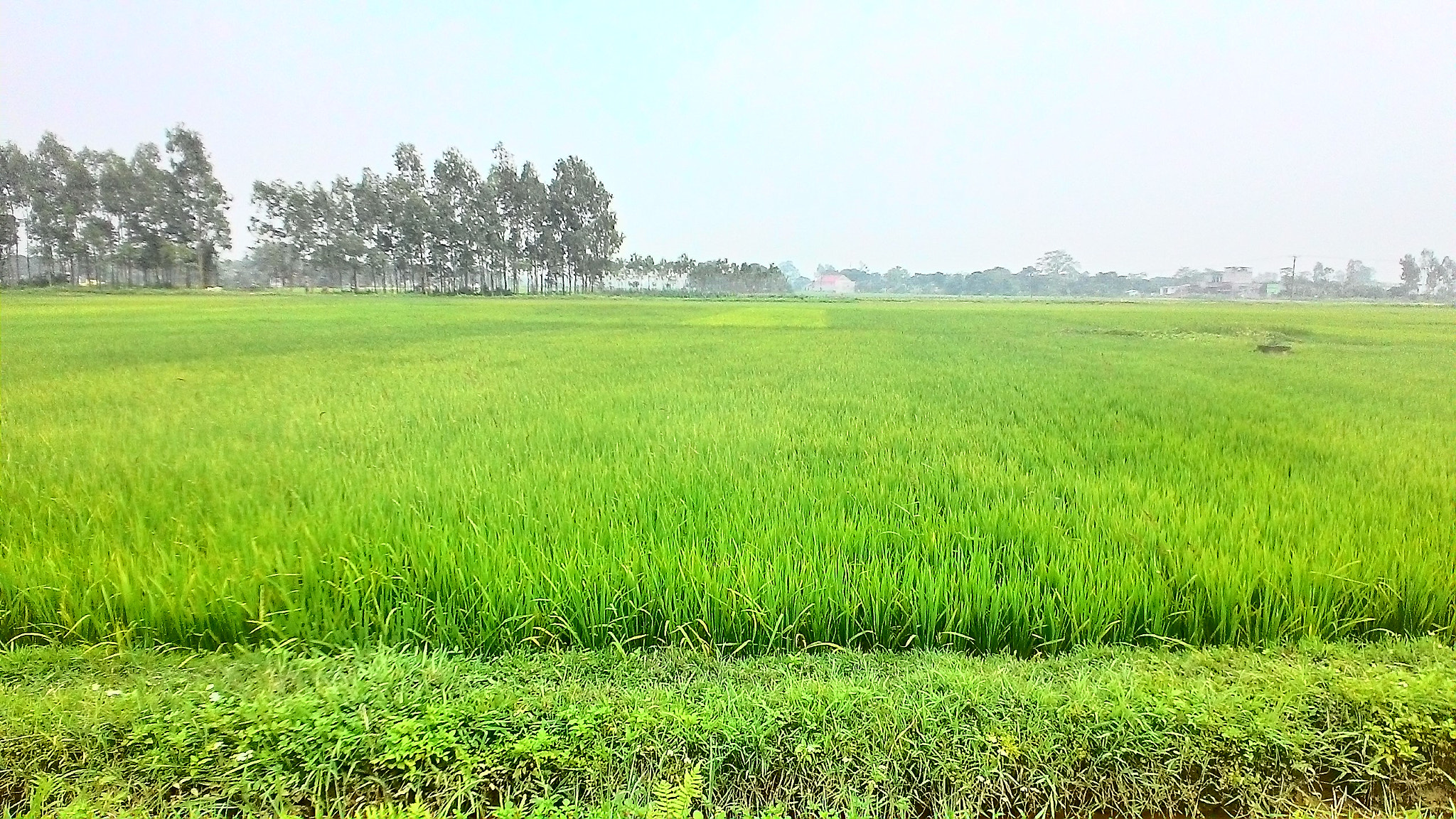 ASUS Z007 sample photo. Rice field... photography