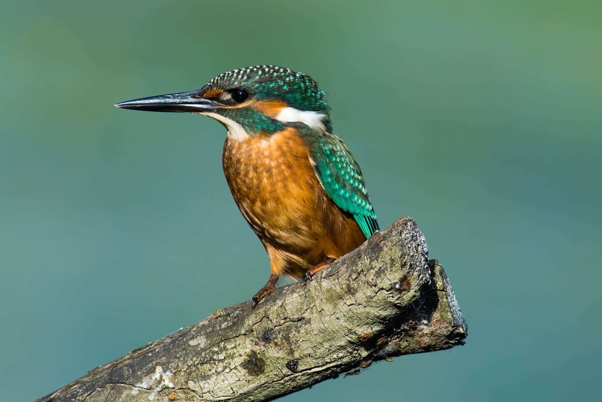 Nikon D810 + Nikon AF-S Nikkor 300mm F2.8G ED-IF VR sample photo. My first kingfisher photography