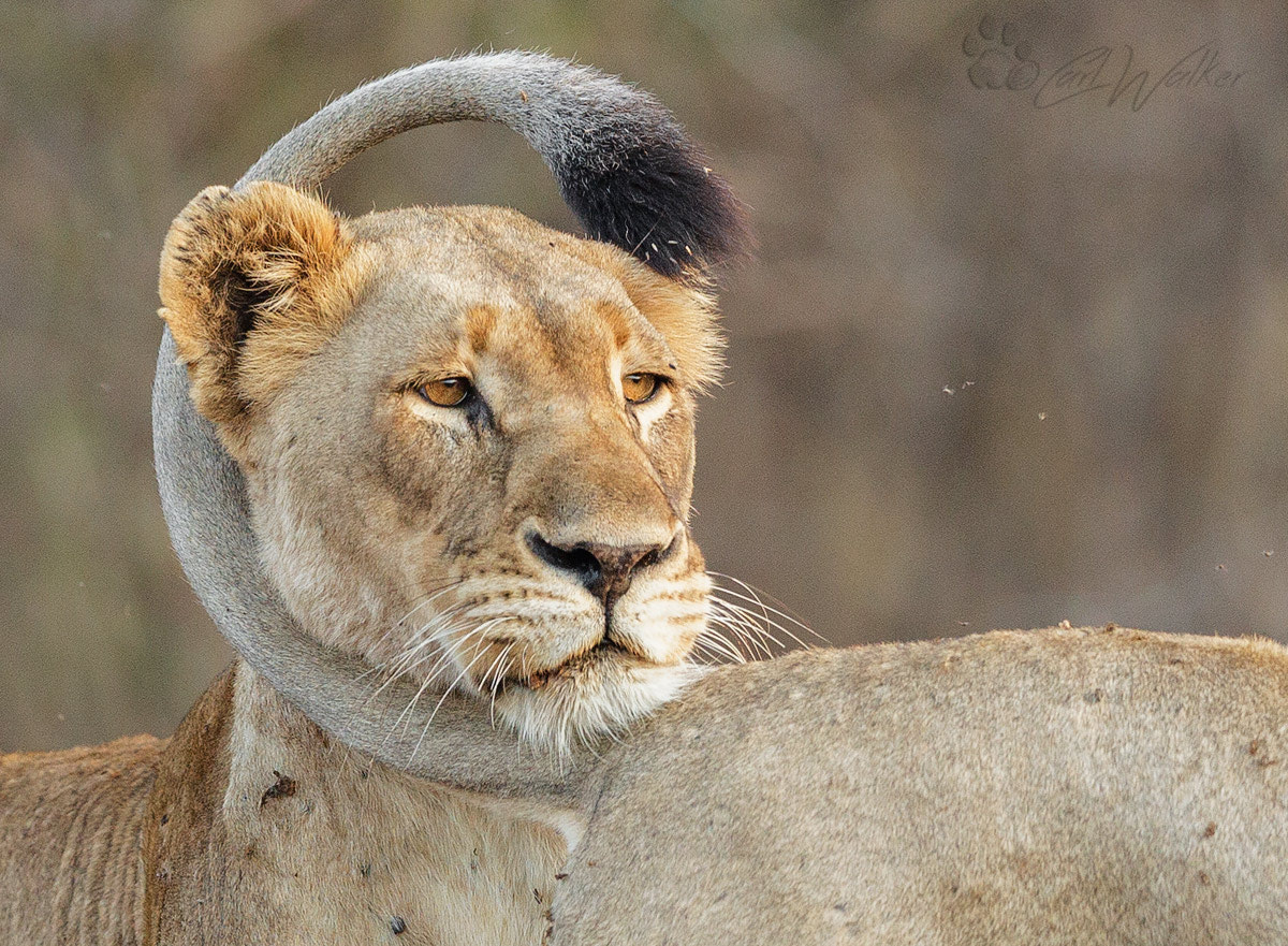 Canon EF 300mm F2.8L IS II USM sample photo. Tail wrap greeting photography