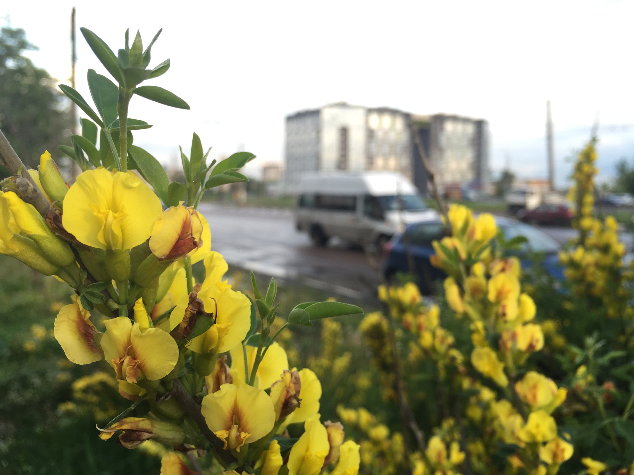 Apple iPhone7,1 sample photo