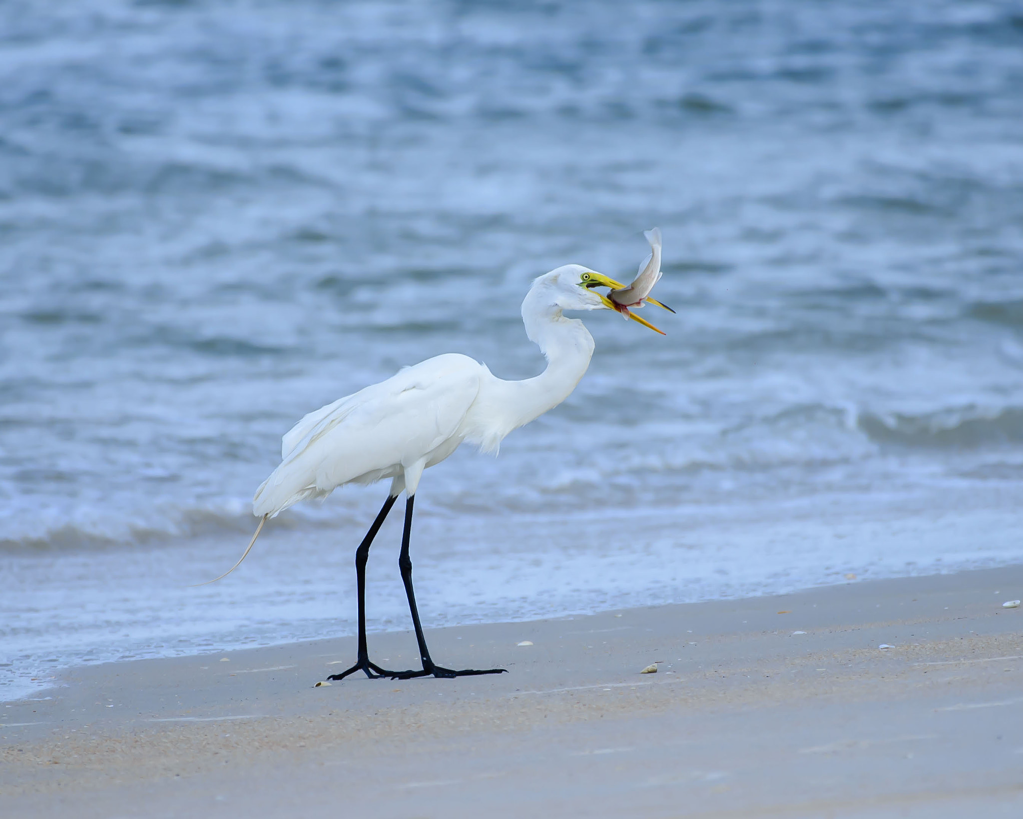 Nikon AF-S Nikkor 200-500mm F5.6E ED VR sample photo. Dinner time photography