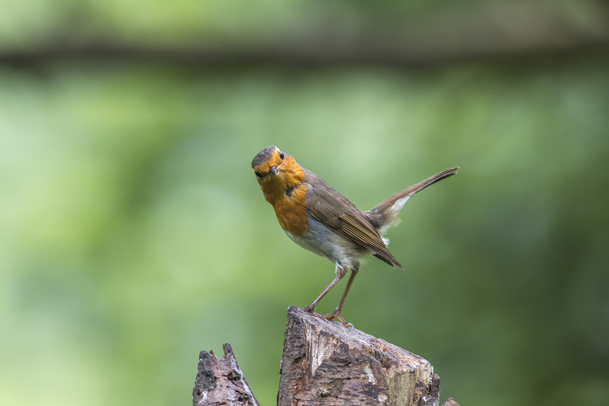 Canon EF 300mm F4L IS USM sample photo. Roodborst - erithacus rubecula photography