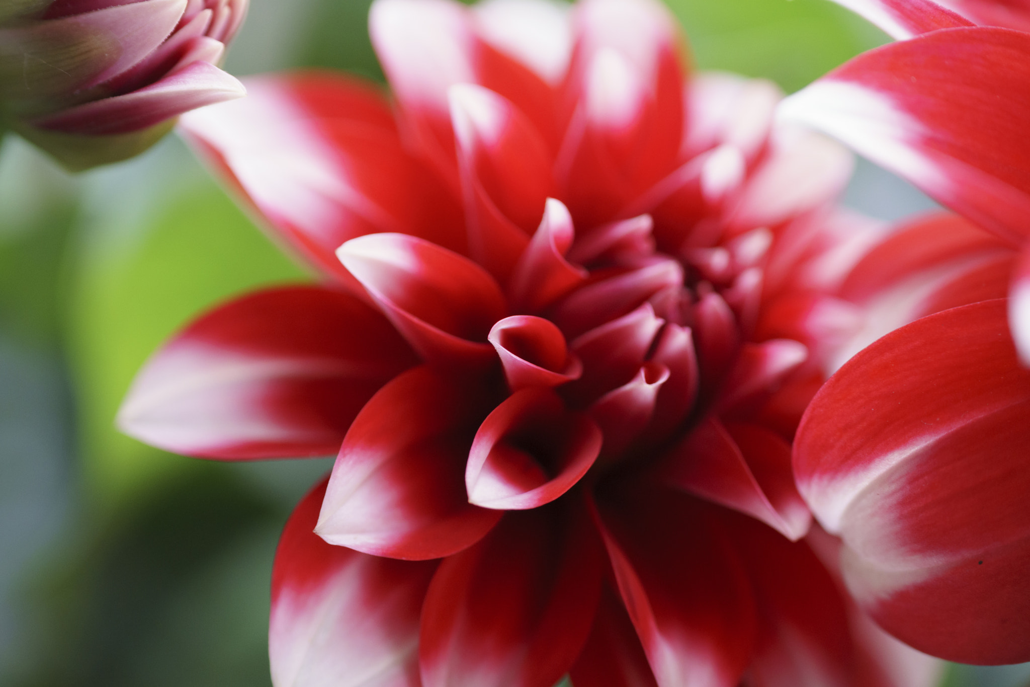 Tamron SP 70-300mm F4-5.6 Di USD sample photo. Balkony flowers photography