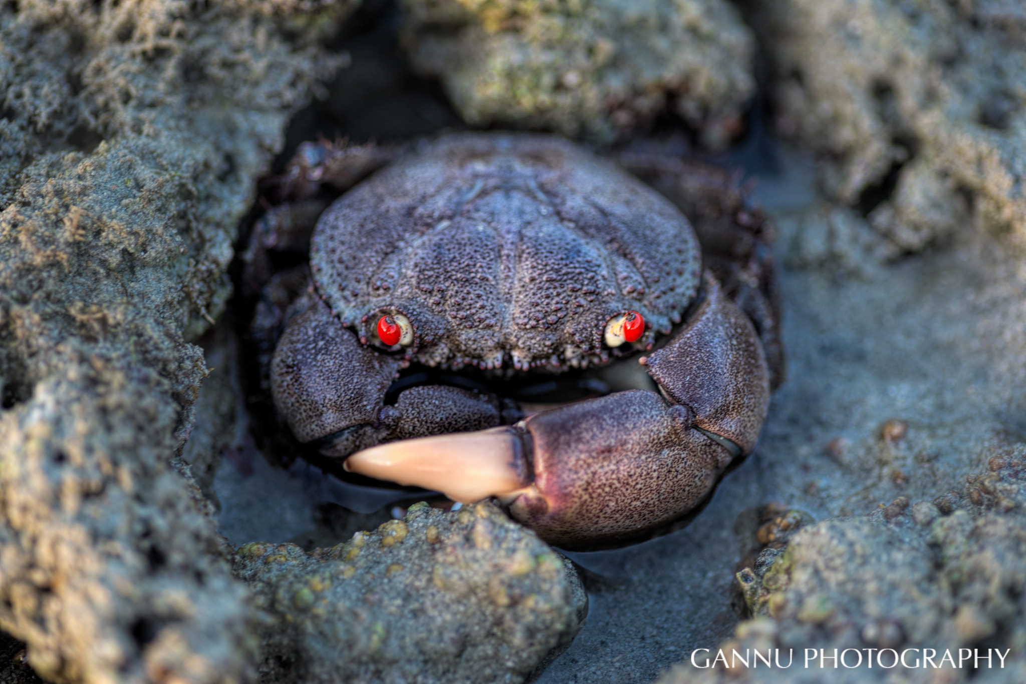 Tokina AT-X Pro 100mm F2.8 Macro sample photo. Recovered photography