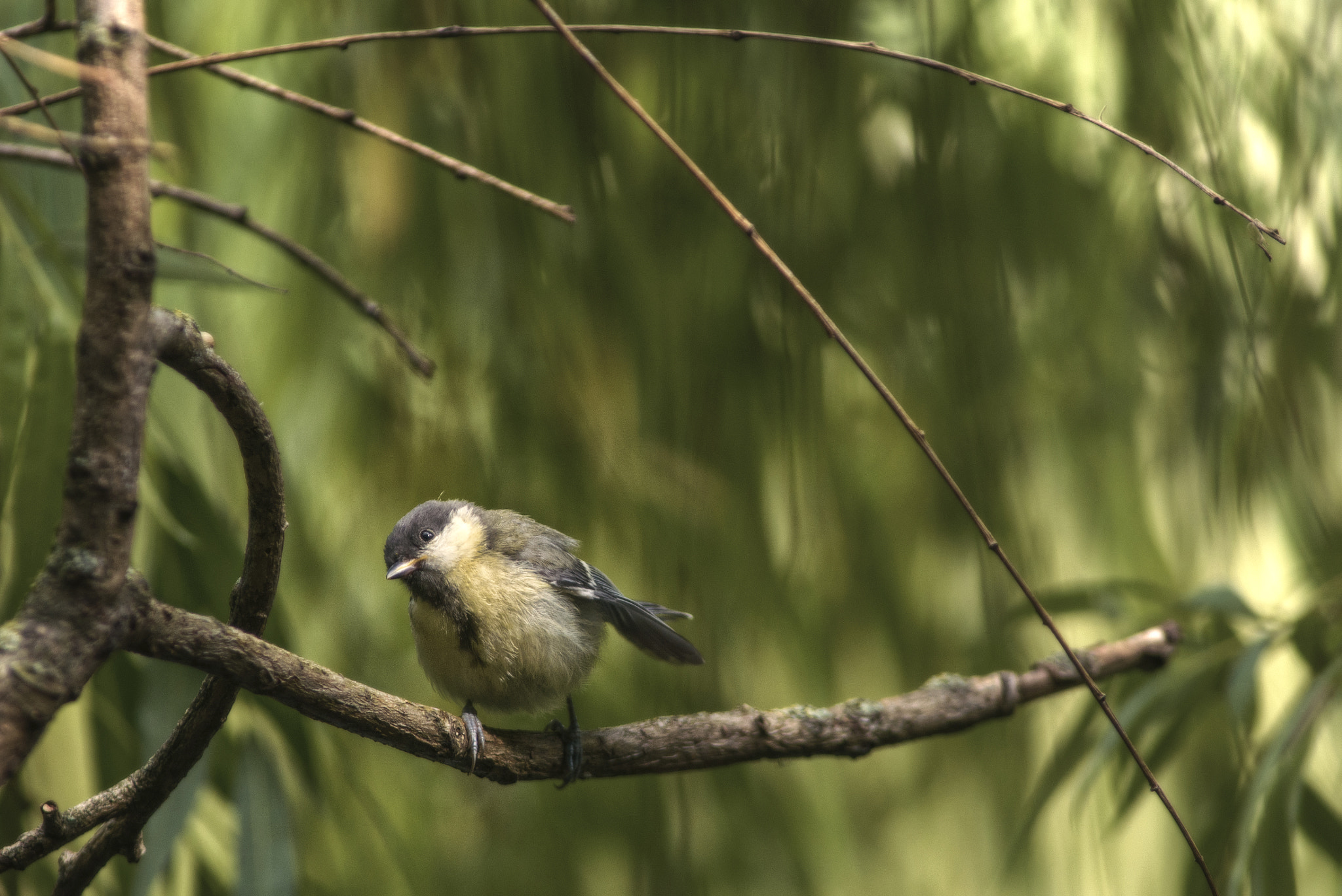Nikon D800 + AF Nikkor 300mm f/4 IF-ED sample photo. Babybird waiting for mom to bring food photography