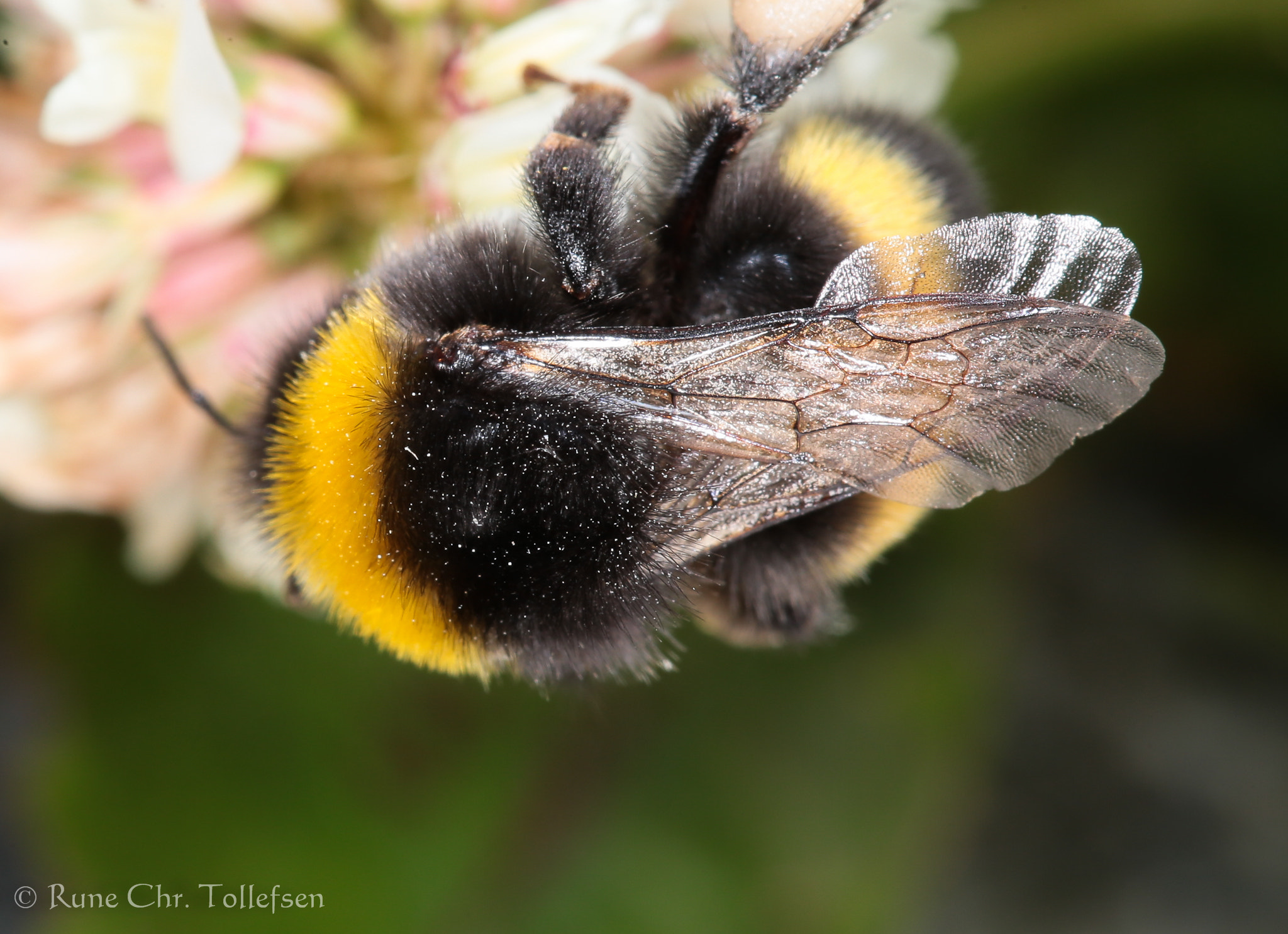 Canon EF 100mm F2.8 Macro USM sample photo. Mr. bumblebee photography