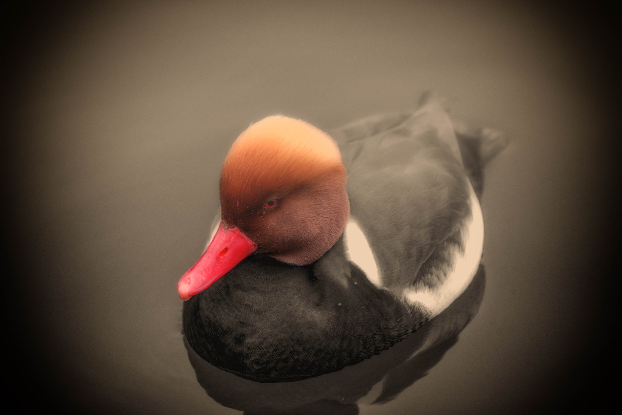 Nikon D3X sample photo. Hometown red-rested pochart in a dark fog photography