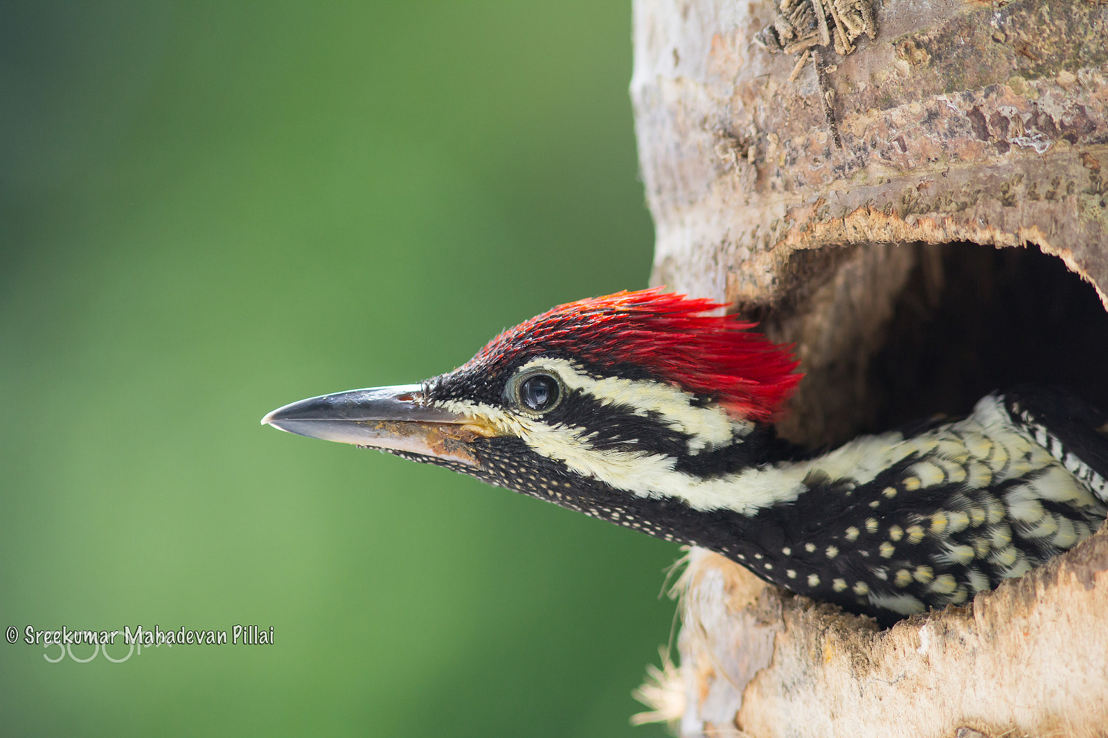 Canon EOS 60D + Canon EF 300mm F4L IS USM sample photo. Head shot photography