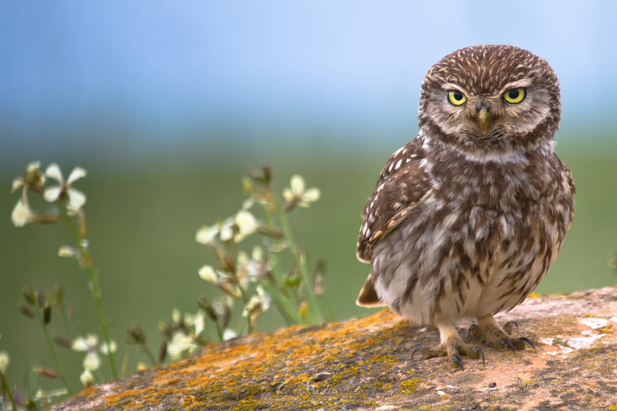 Canon EF 100-400mm F4.5-5.6L IS USM sample photo. Small owl  (athene noctua) photography