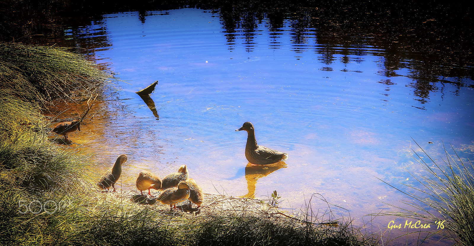 Canon EOS 760D (EOS Rebel T6s / EOS 8000D) sample photo. Duck class is in session! photography