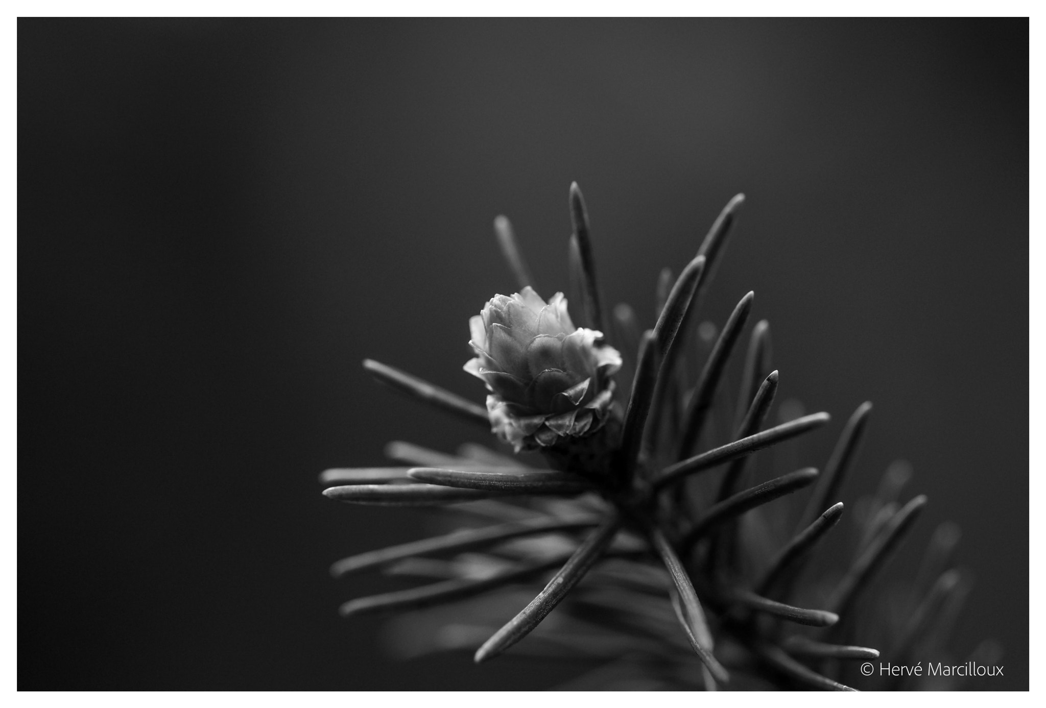 Sony SLT-A77 + 105mm F2.8 sample photo. Art in nature photography