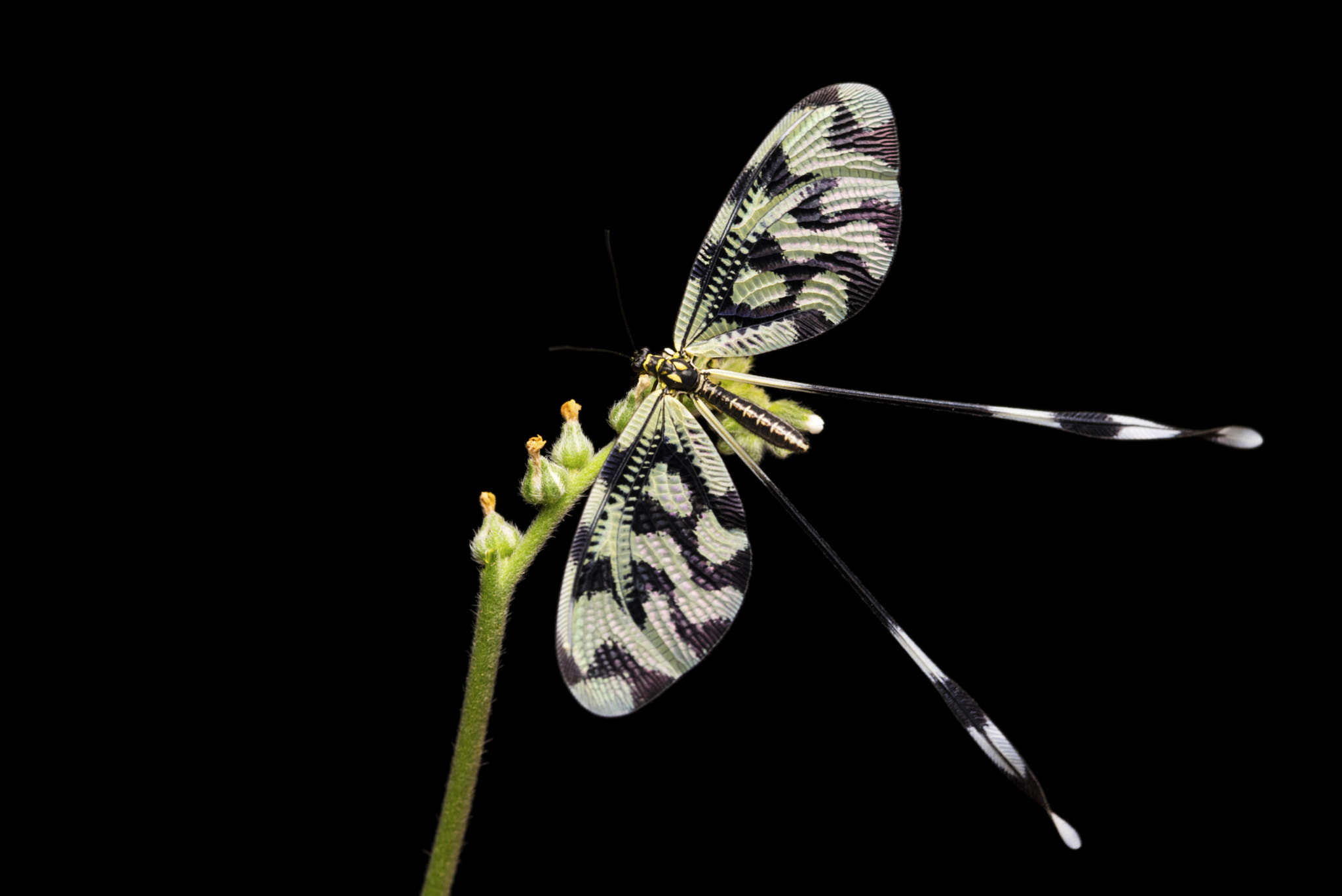 ZEISS Makro-Planar T* 100mm F2 sample photo. ..:nemoptera:.. photography