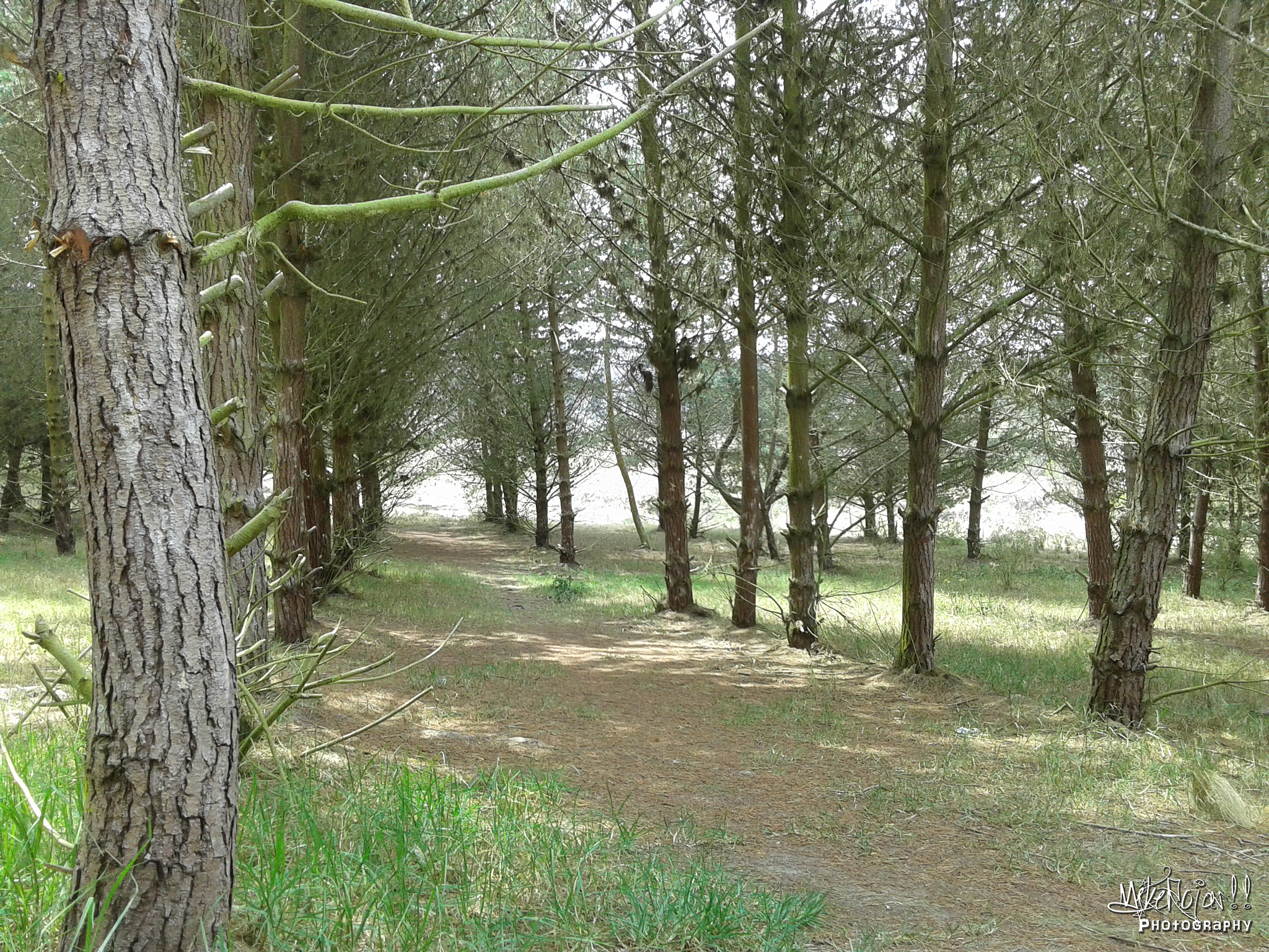 Samsung Galaxy Core2 sample photo. El bosque photography