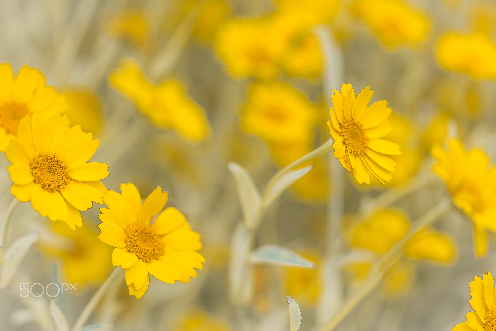 Pentax K-5 II + Pentax smc D-FA 50mm F2.8 Macro sample photo. A yellow world photography