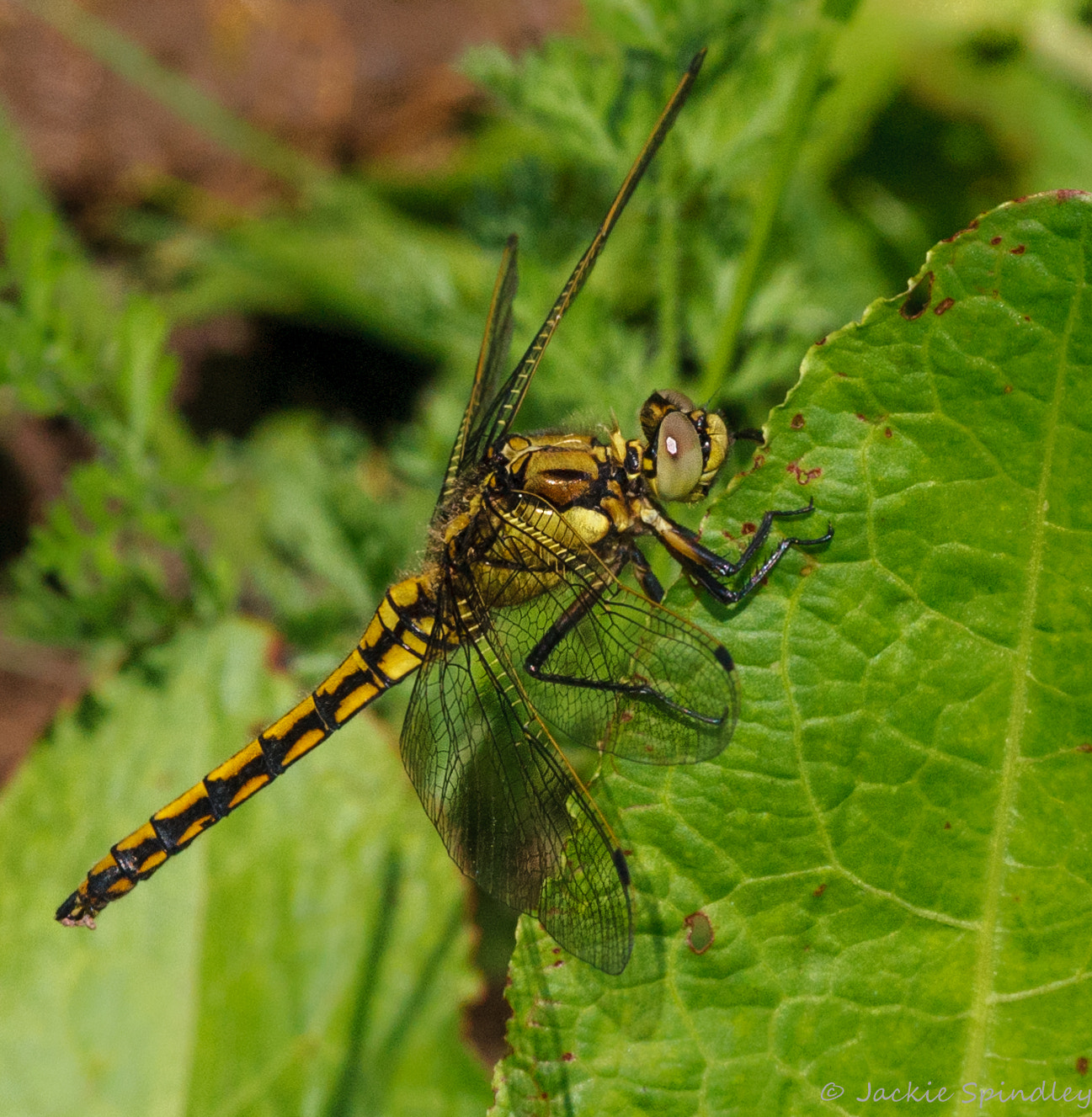 Canon EOS 40D + Tamron SP AF 90mm F2.8 Di Macro sample photo. Dragon fly photography