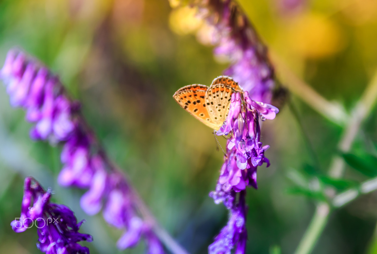 Canon EF 28-300mm F3.5-5.6L IS USM sample photo. Butterfly effect photography