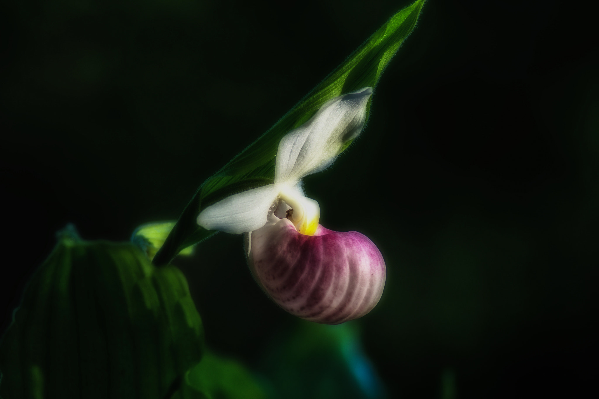 Sony ILCA-77M2 + Tamron SP 24-70mm F2.8 Di VC USD sample photo. Showy lady slipper orchid, minnesota photography