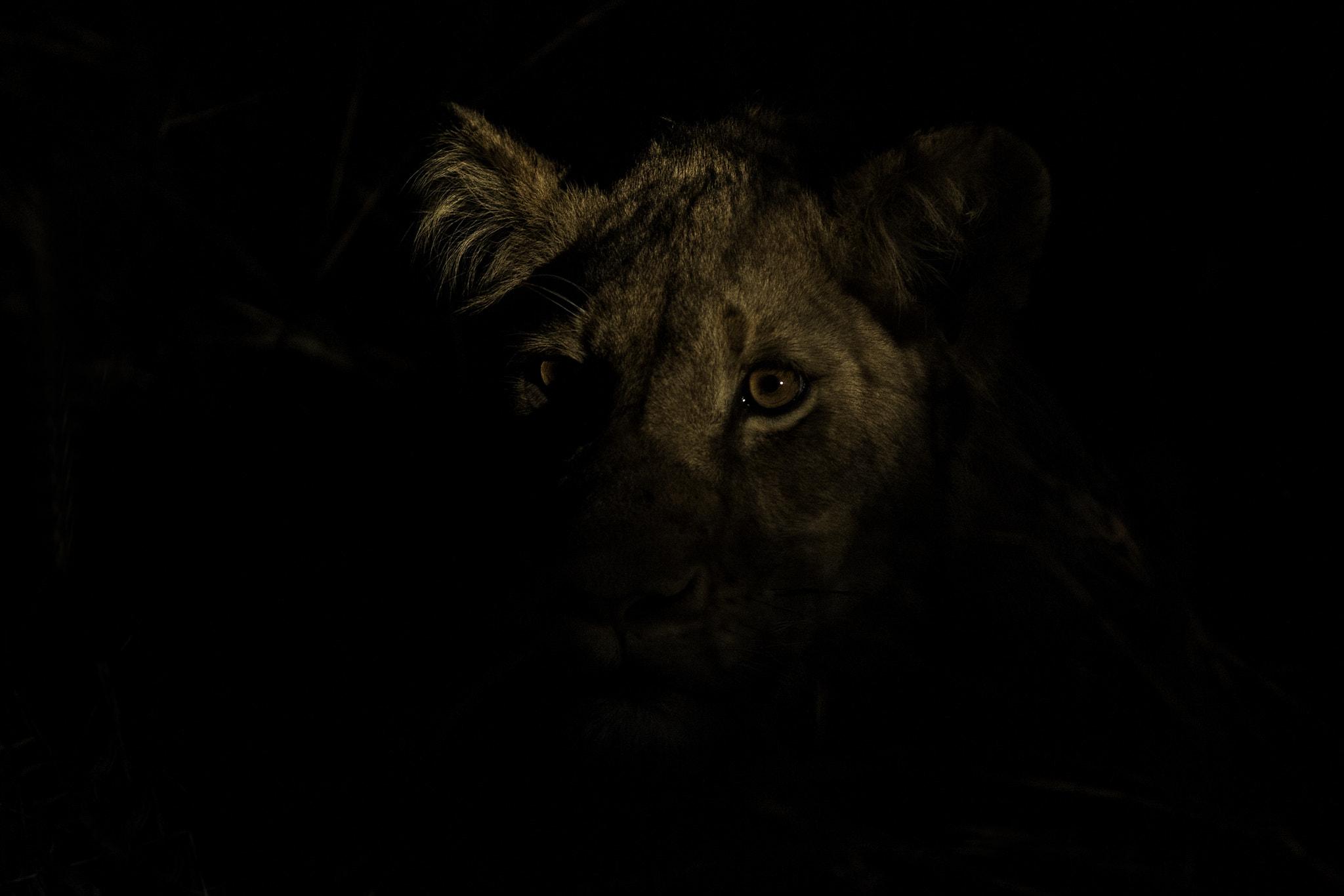 Canon EF 300mm F2.8L IS USM sample photo. In the dark photography