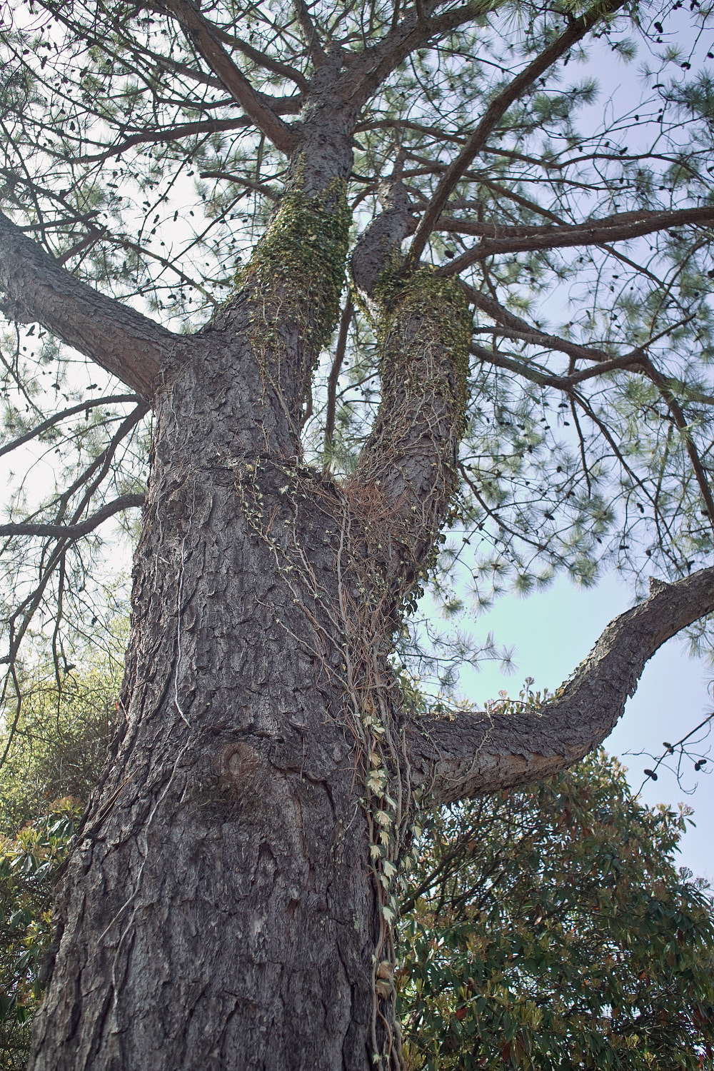 Sigma DP1s sample photo. Red pine photography