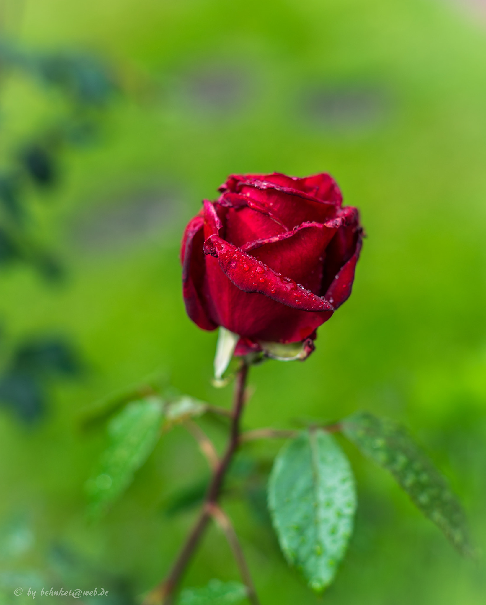 Sony a7 II + Minolta AF 50mm F1.7 New sample photo. Red rose photography