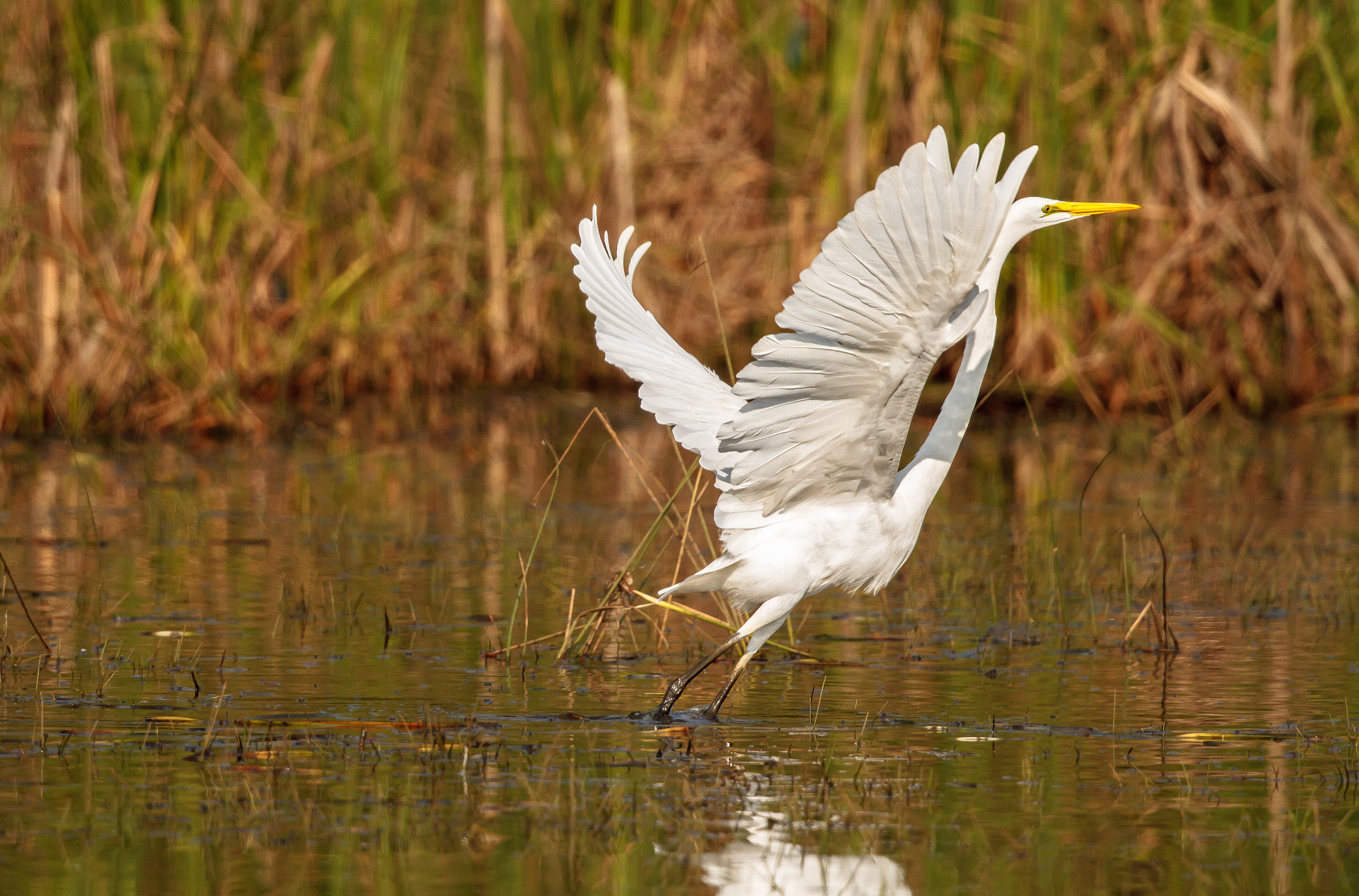 Canon EF 500mm F4L IS II USM sample photo. Great egret prancing photography