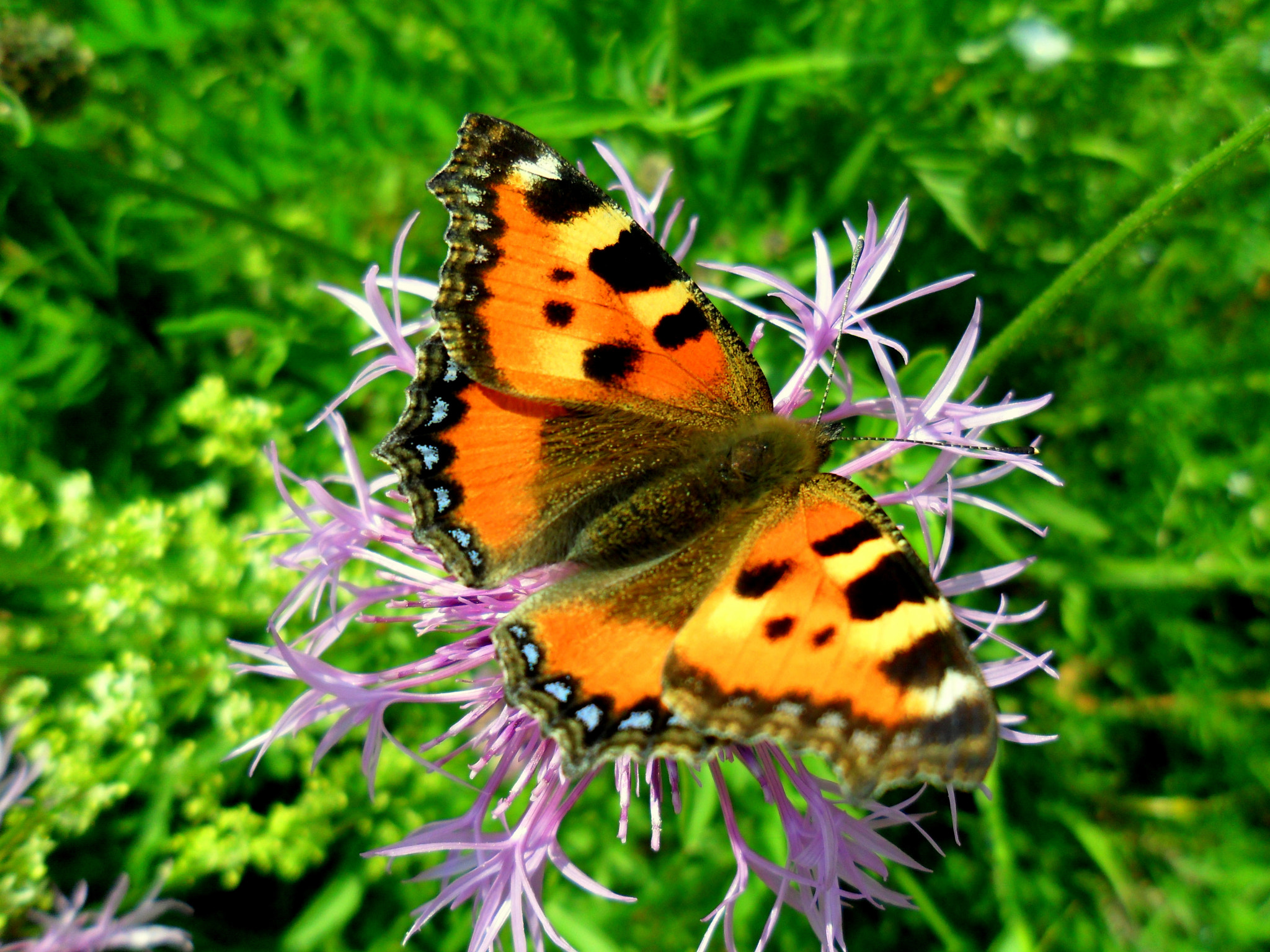Samsung ES25, ES27 / VLUU ES25, ES27 /  SL45 sample photo. Kleine vos on centauria. photography