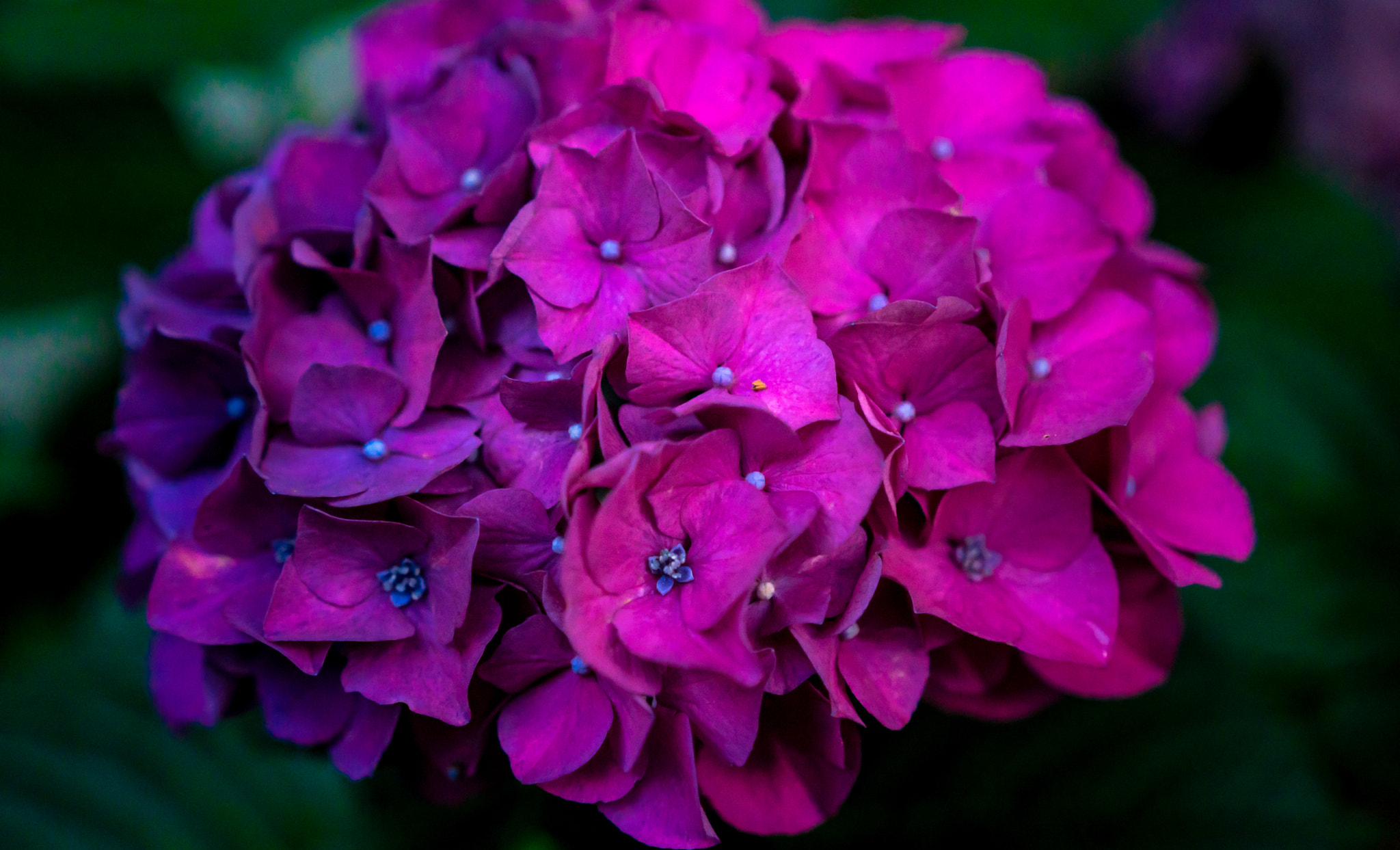 Sony a6300 + 18-35mm F1.8 DC HSM | Art 013 sample photo. Pink hydrangeas photography