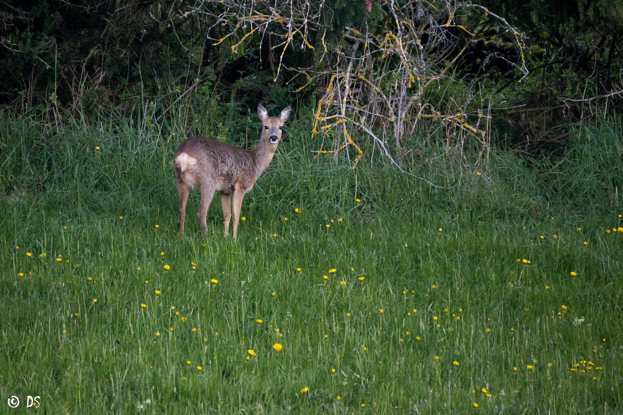 Tamron SP 150-600mm F5-6.3 Di VC USD sample photo. Reh am waldrand photography