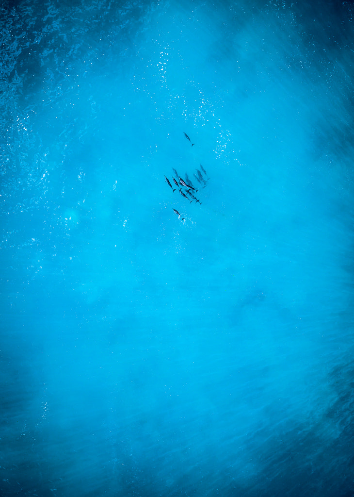 Dolphin Pod by Kelly Headrick on 500px.com