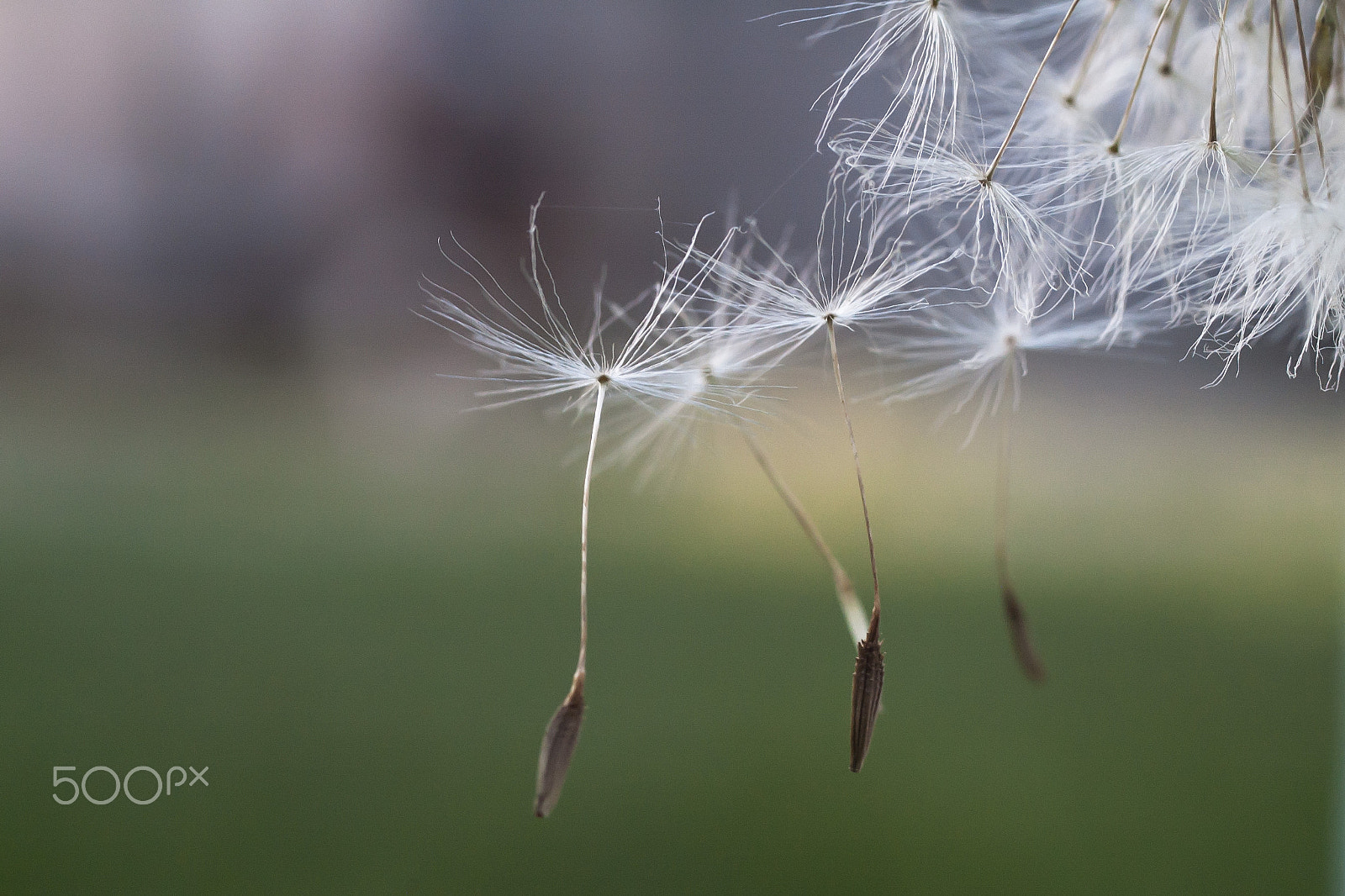 Nikon D50 + Sigma 50mm F2.8 EX DG Macro sample photo. Blowin in the wind photography