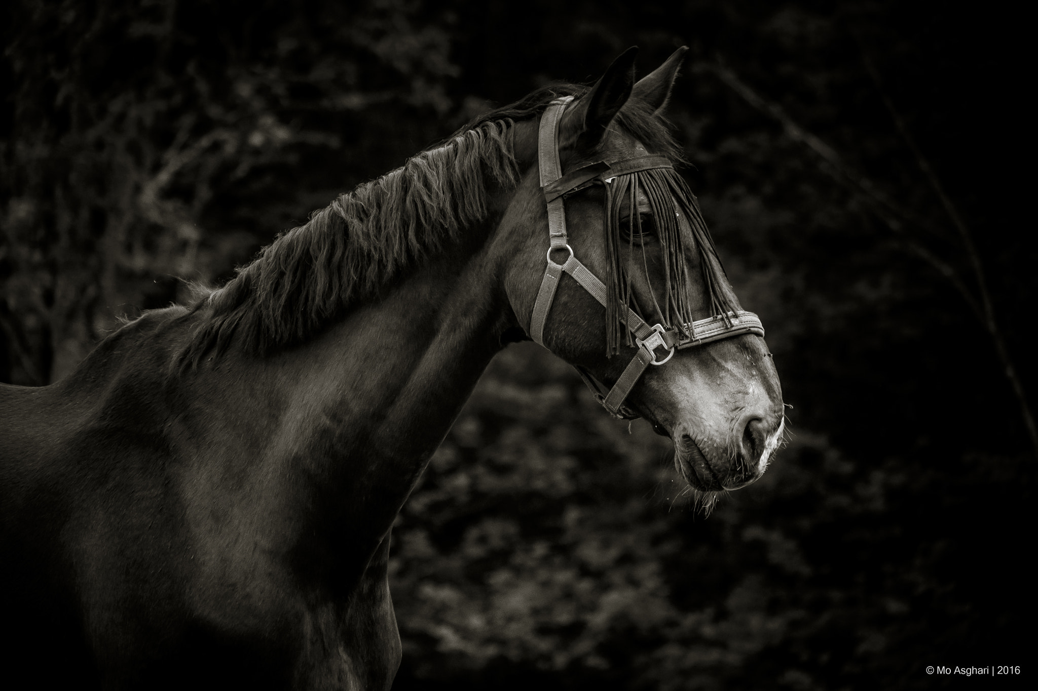 Fujifilm X-E2 + Fujifilm XC 50-230mm F4.5-6.7 OIS sample photo. Black horse photography