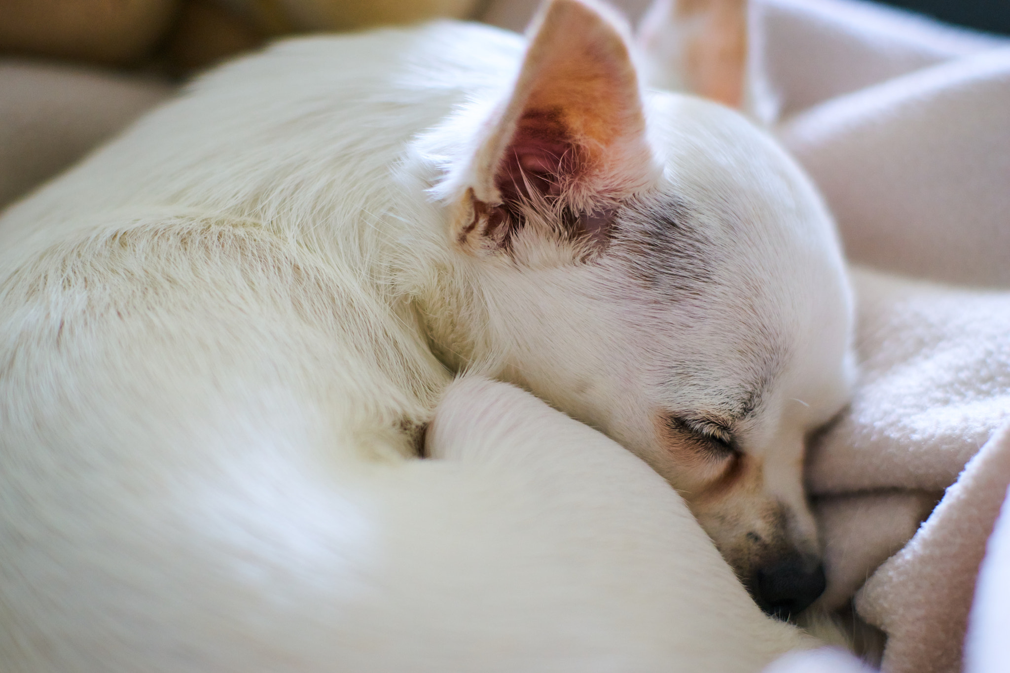 Sony ILCA-77M2 + Minolta AF 50mm F1.4 [New] sample photo. Sleepingchihuahua.jpg photography