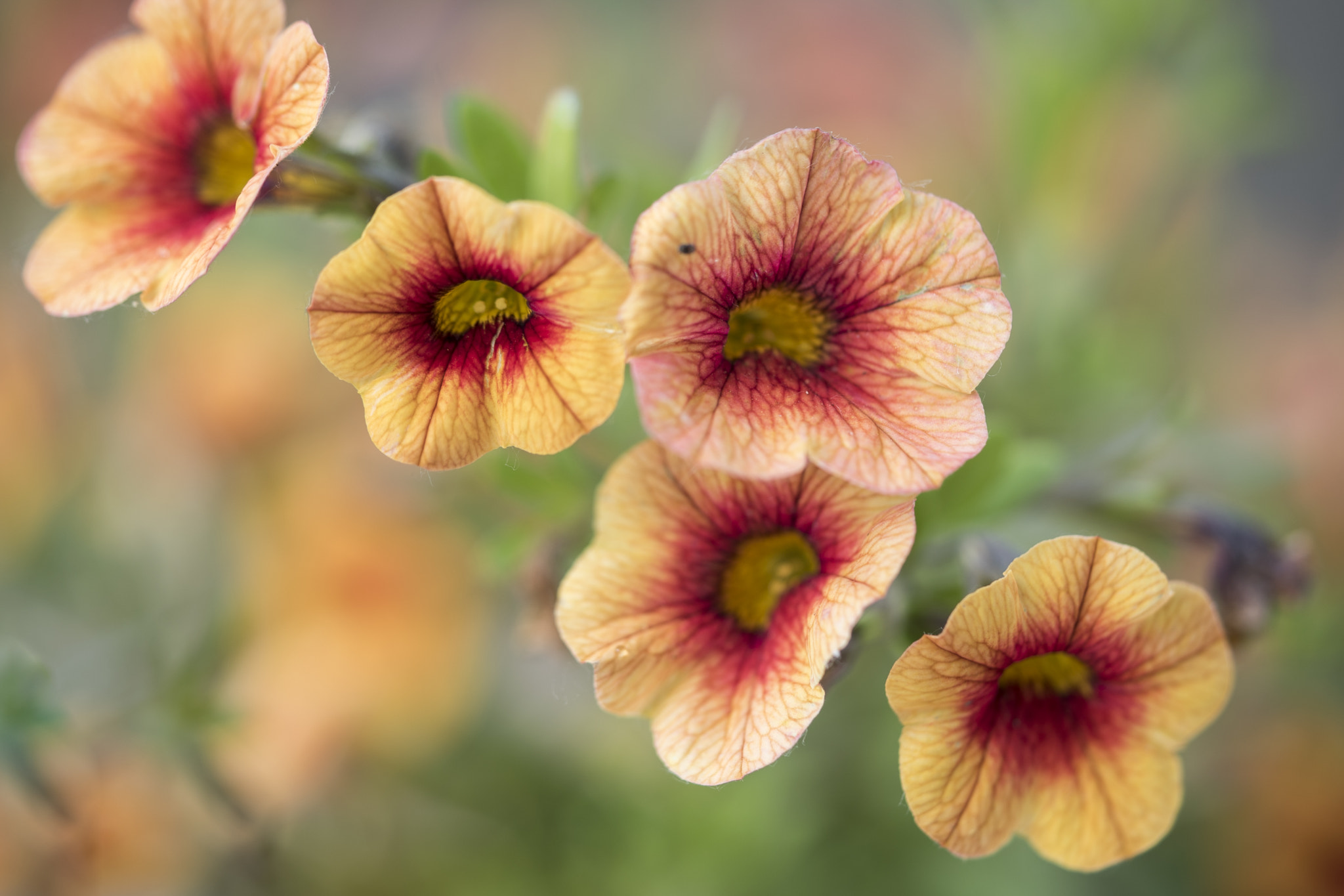 Sony a7S + Sony FE 90mm F2.8 Macro G OSS sample photo. Macro photography