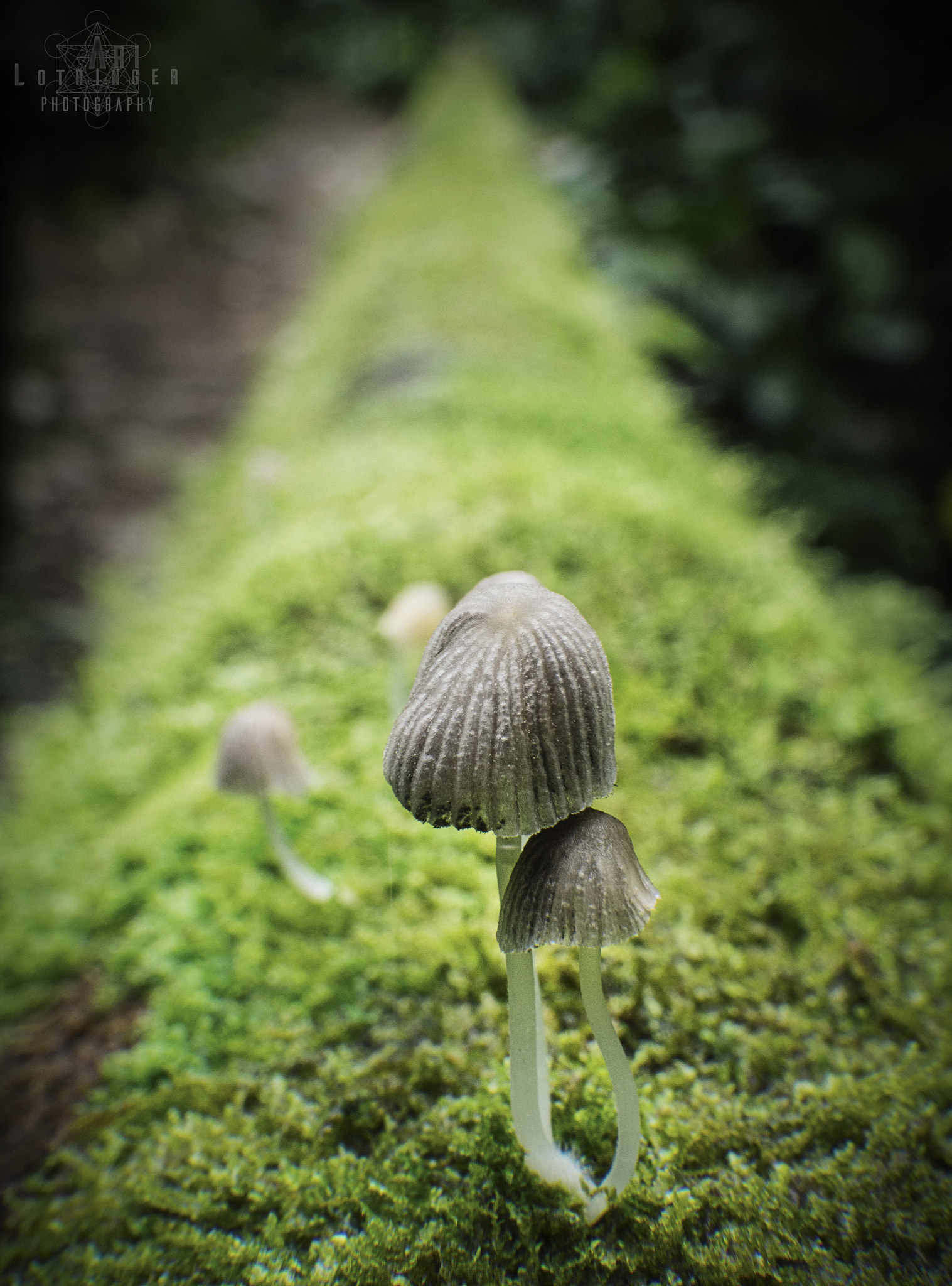 Panasonic Lumix DMC-G7 + Panasonic Leica DG Summilux 25mm F1.4 II ASPH sample photo. Love between mushrooms :d photography