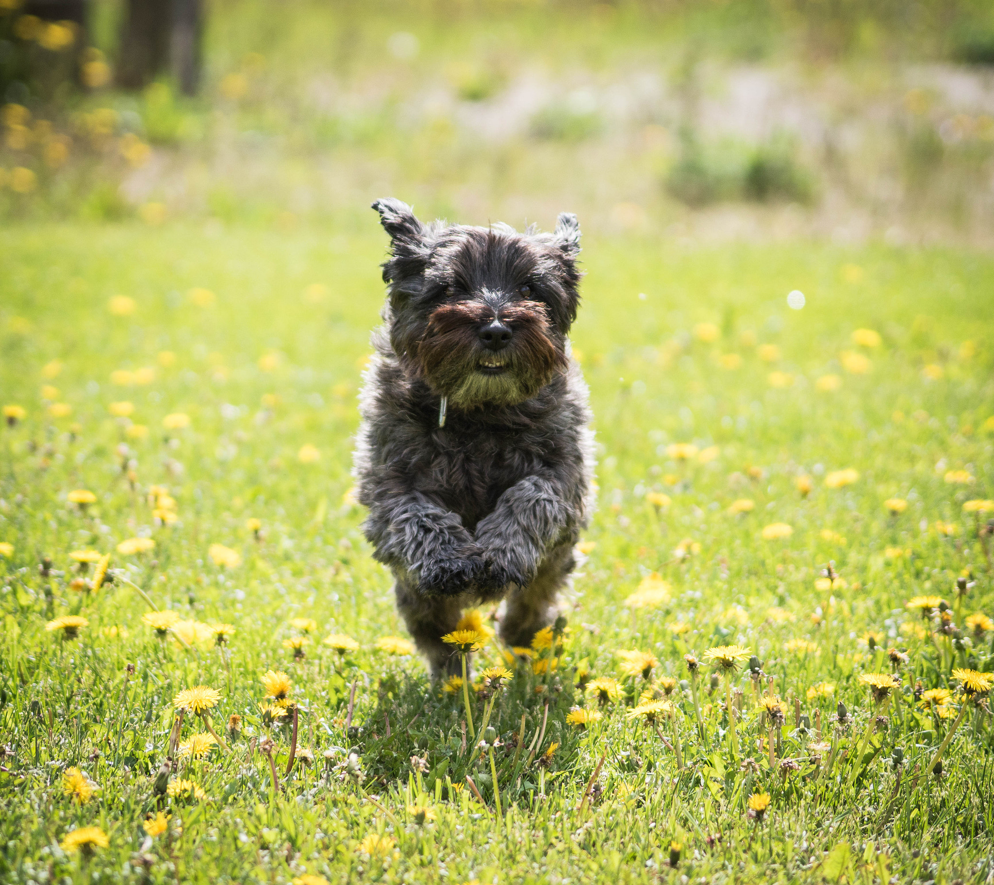 Sony DT 55-200mm F4-5.6 SAM sample photo. Tinka. photography