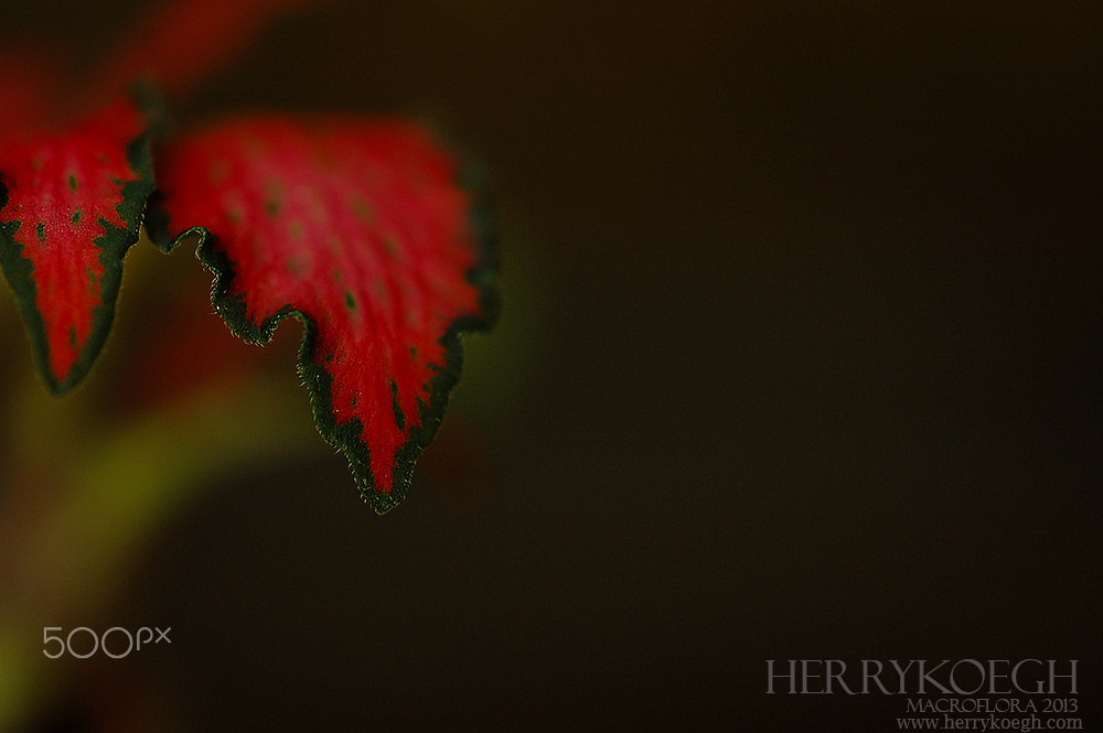 Nikon D70 sample photo. Europe style photography